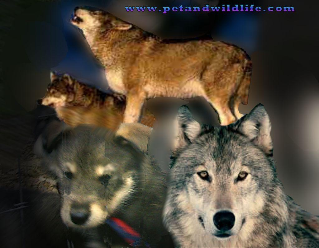 wolfdog_wolf_collage_