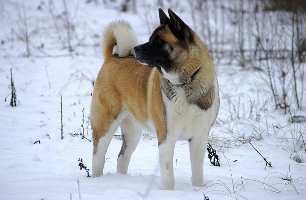 Cute Akita Puppy With Big Eyes While Sitting Down Background, Akita Dog  Baby, Hd Photography Photo, Dog Background Image And Wallpaper for Free  Download