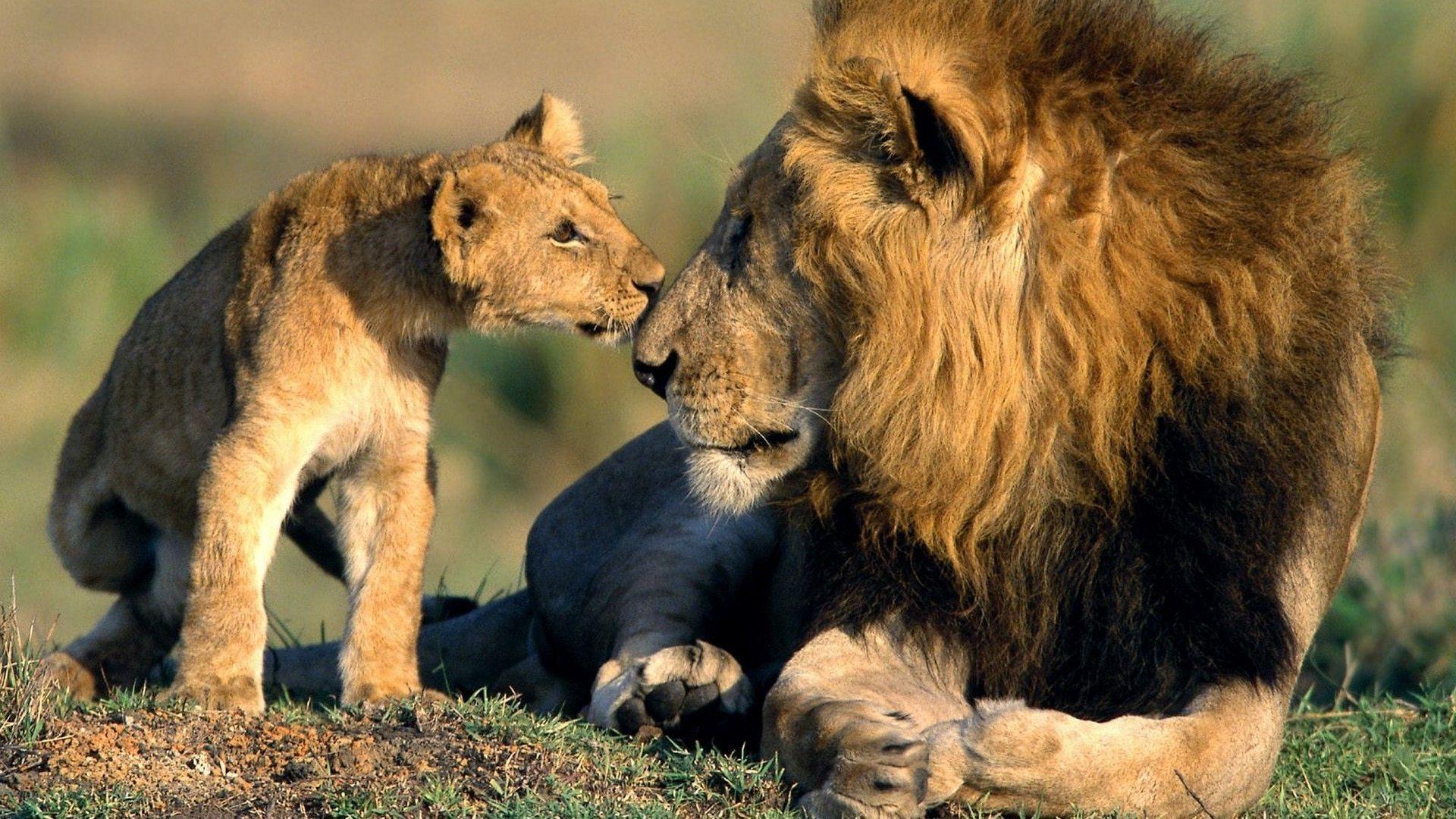 Image Desktop Background Lion Wildlife, Wallpaper, HD Wallpaper