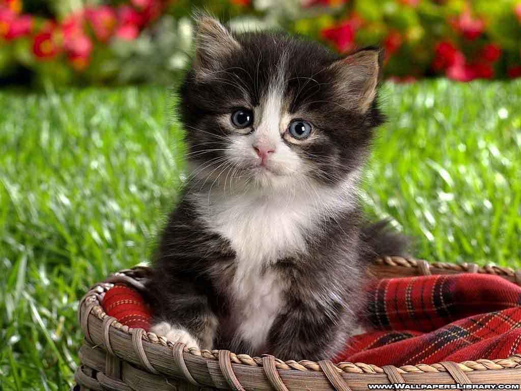 Cute kitten Pets and Animals Wallpaper