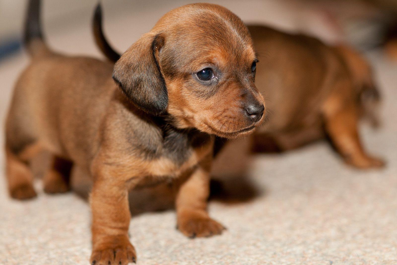 merisi-s-vienna-for-beginners-of-wiener-dogs-and-dollsnaschmarkt