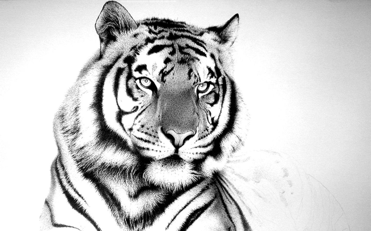 Beautiful White Tiger Painting Wallpaper photo of Strong White