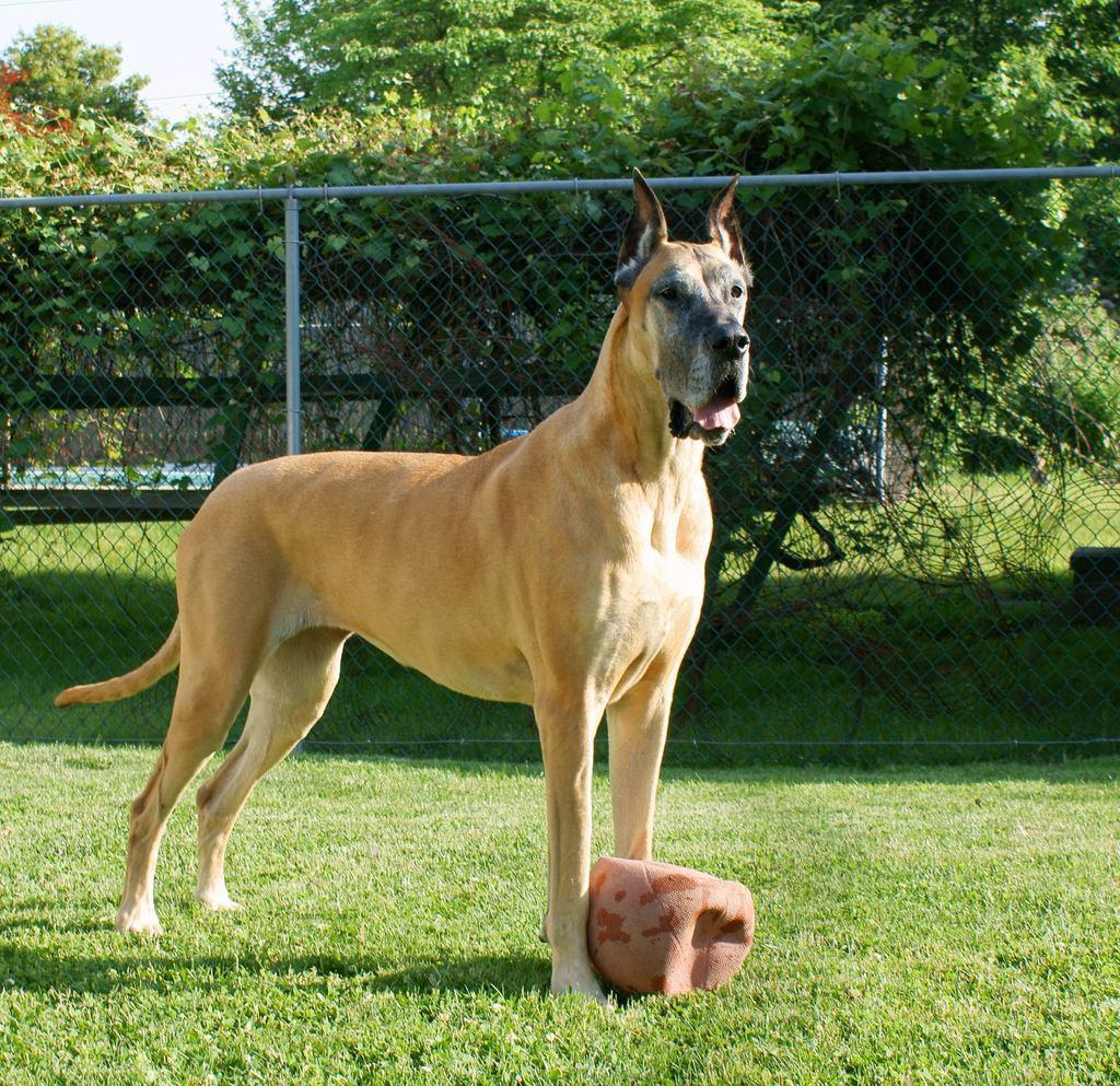 Great Dane Wallpaper Download