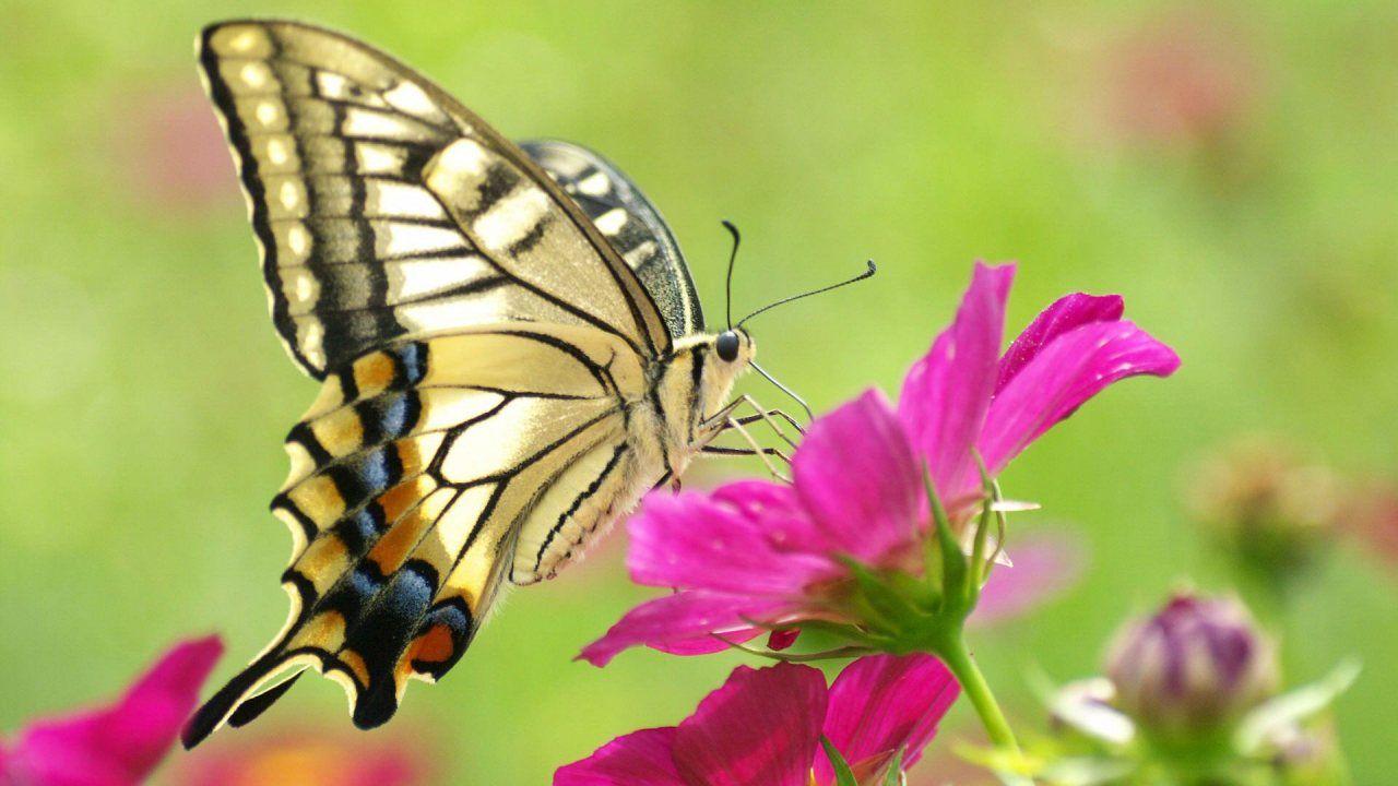 hd butterfly 2014 HD image / Wallpaper Butterfly 30469 high