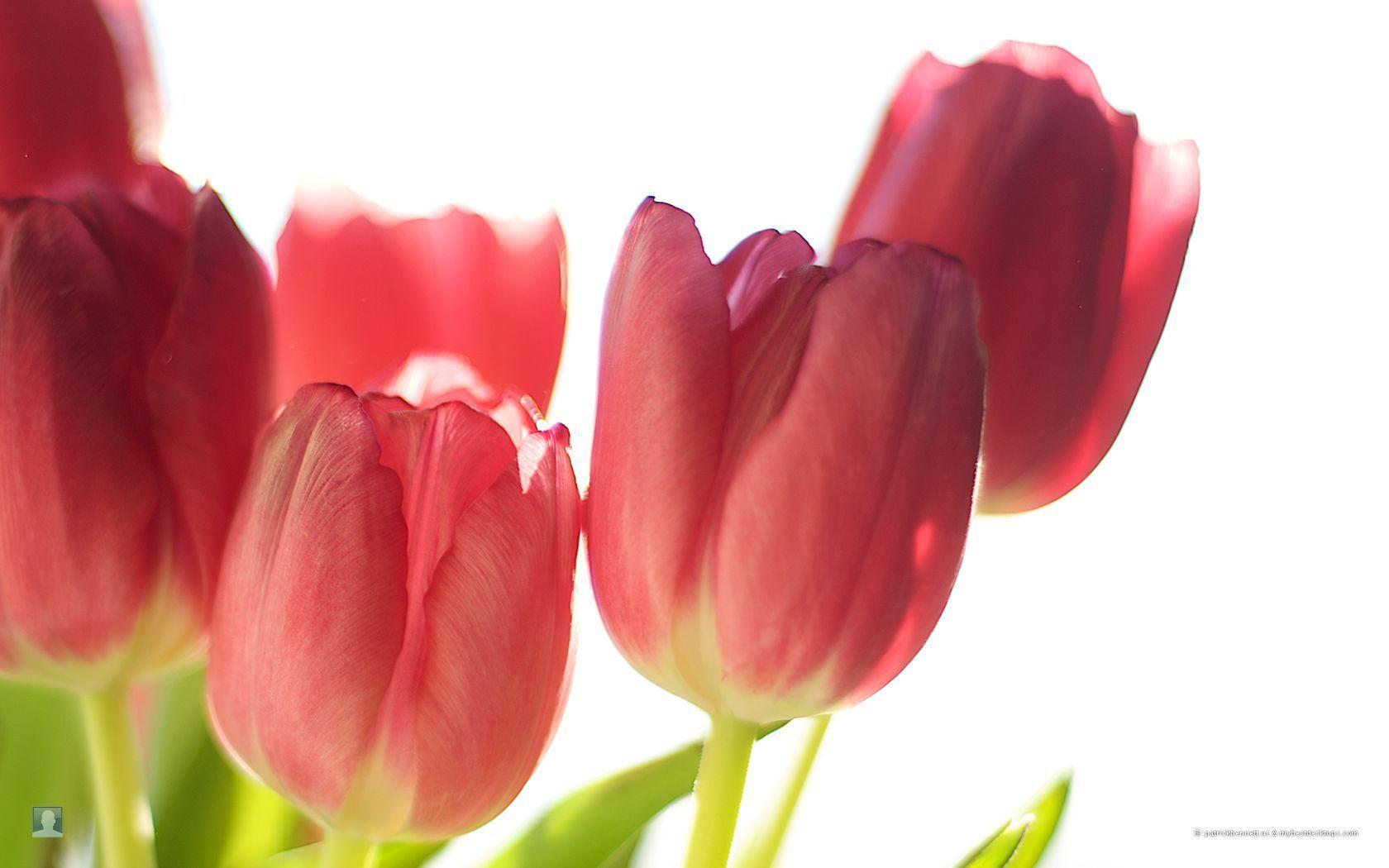 Pretty Spring Flowers HD Wallpaper Download Download