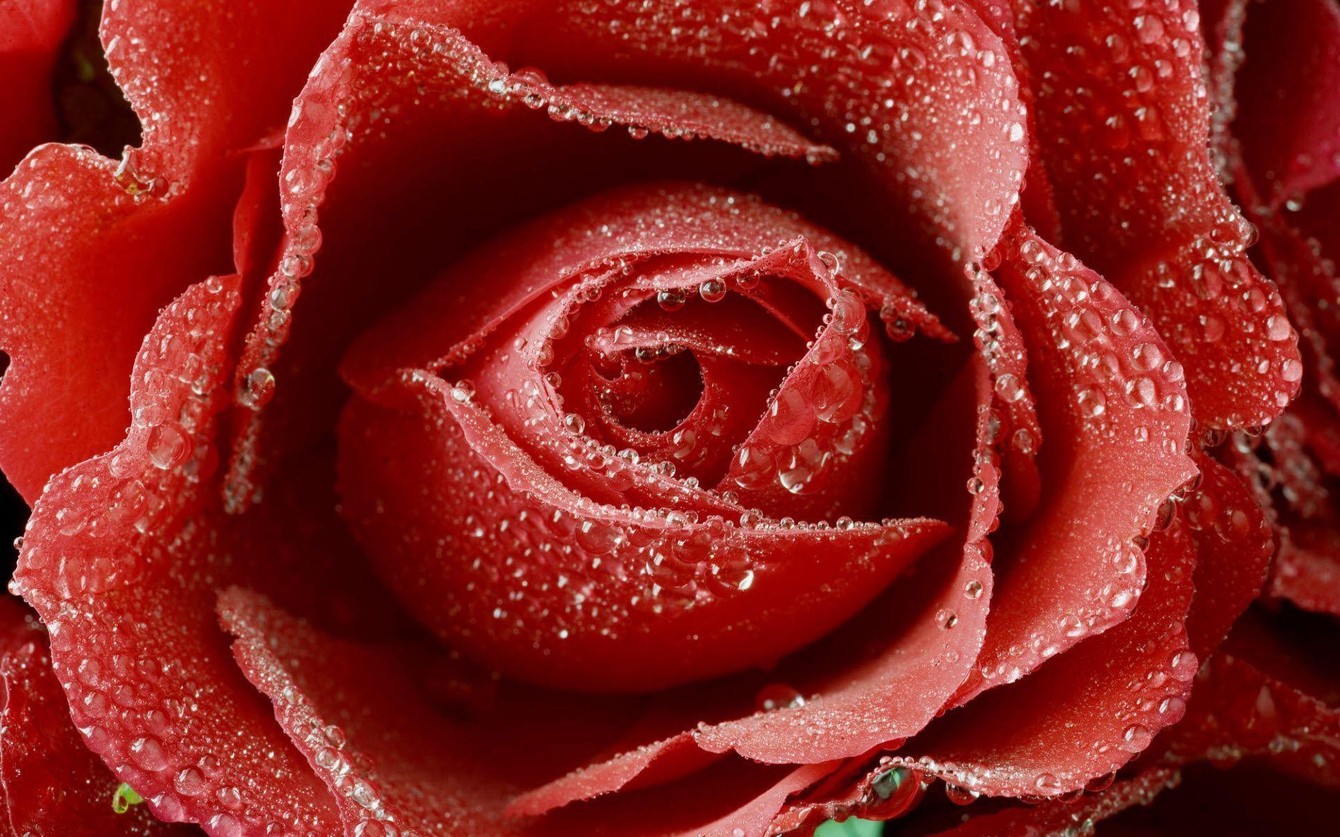 Dewy Red Rose Wallpaper