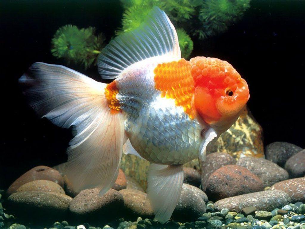 Goldfish HD Image