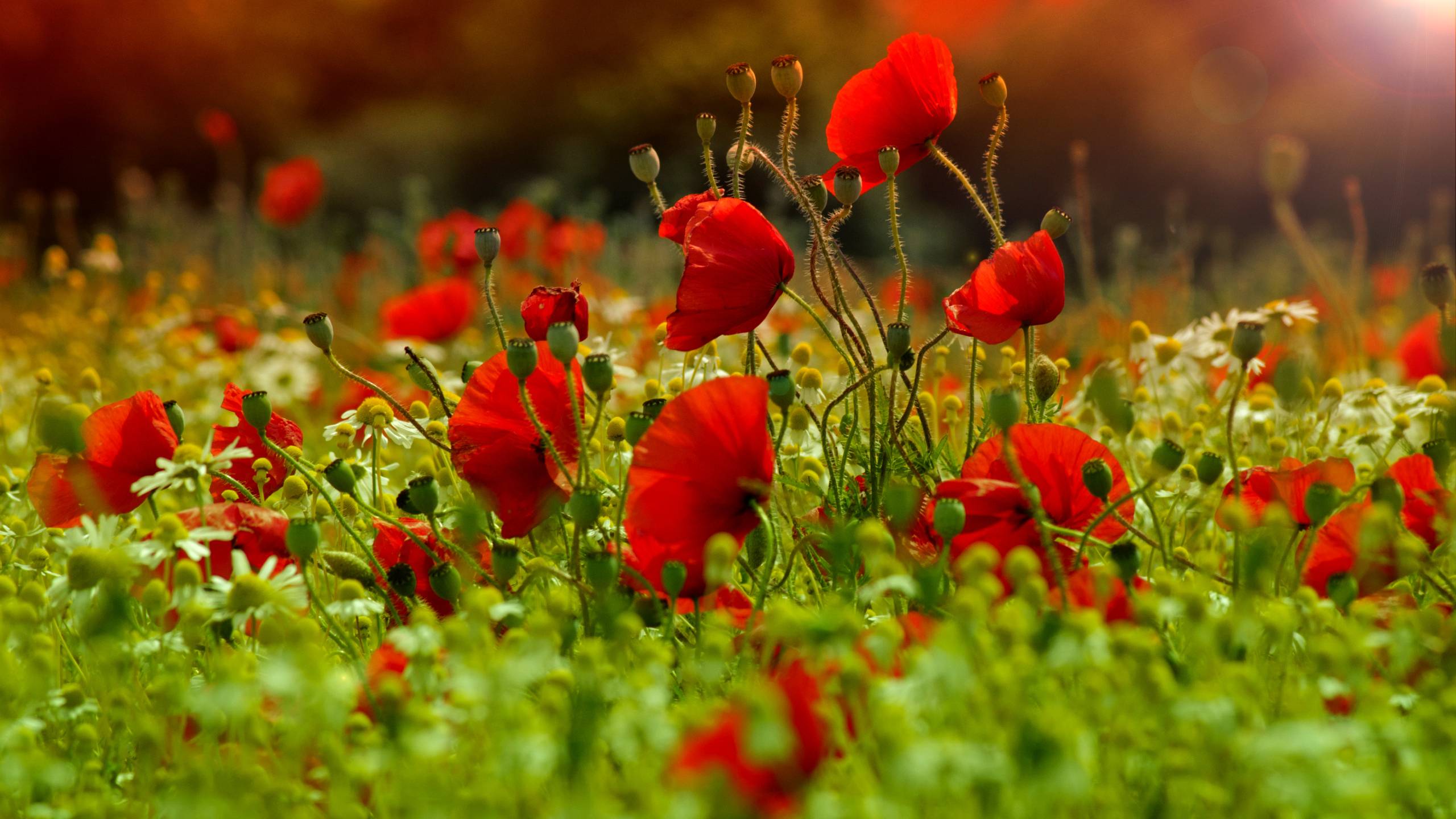 Poppies Wallpaper 45767 2560x1440 px HDWallSource