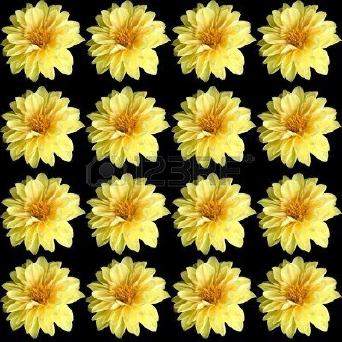 solid black background A Background Of Bright Yellow Dahlia Blooms