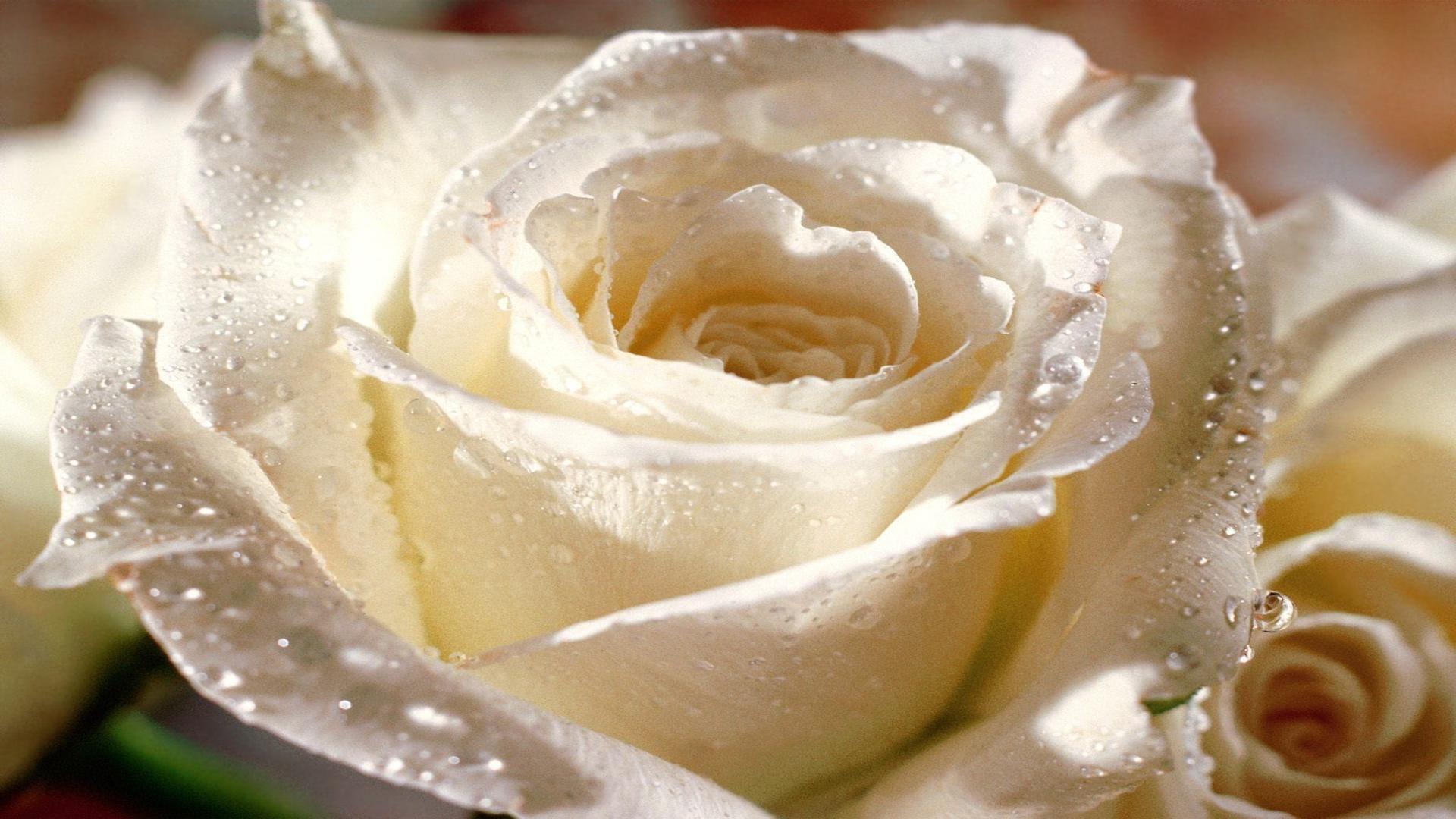 Hope blooms white rose free desktop background wallpaper image