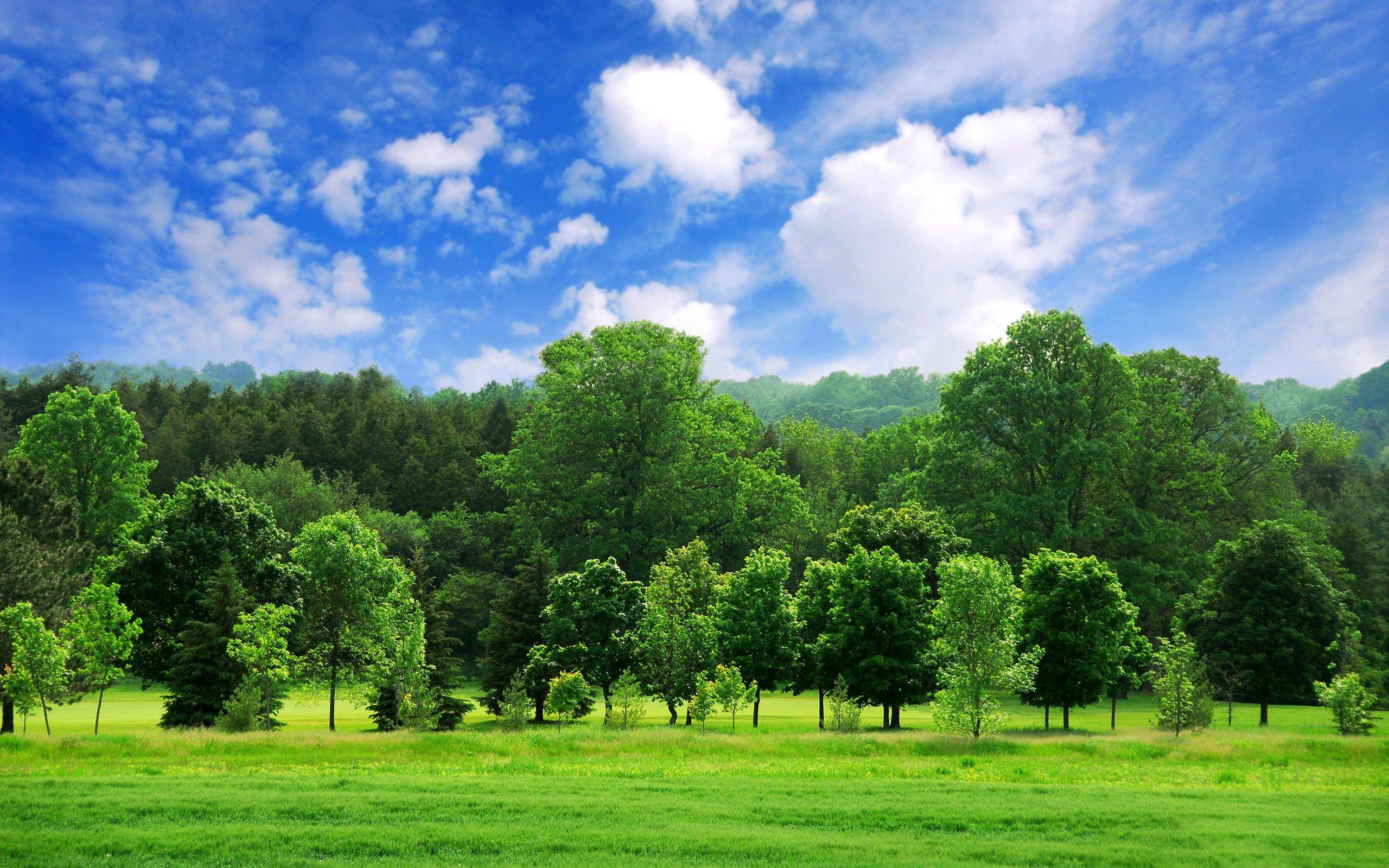 Download Free 2560x1600 Green Summer Trees Desktop Wallpaper
