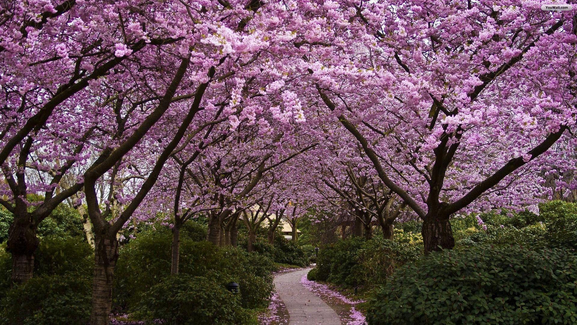Cherry Blossom Garden wallpaper
