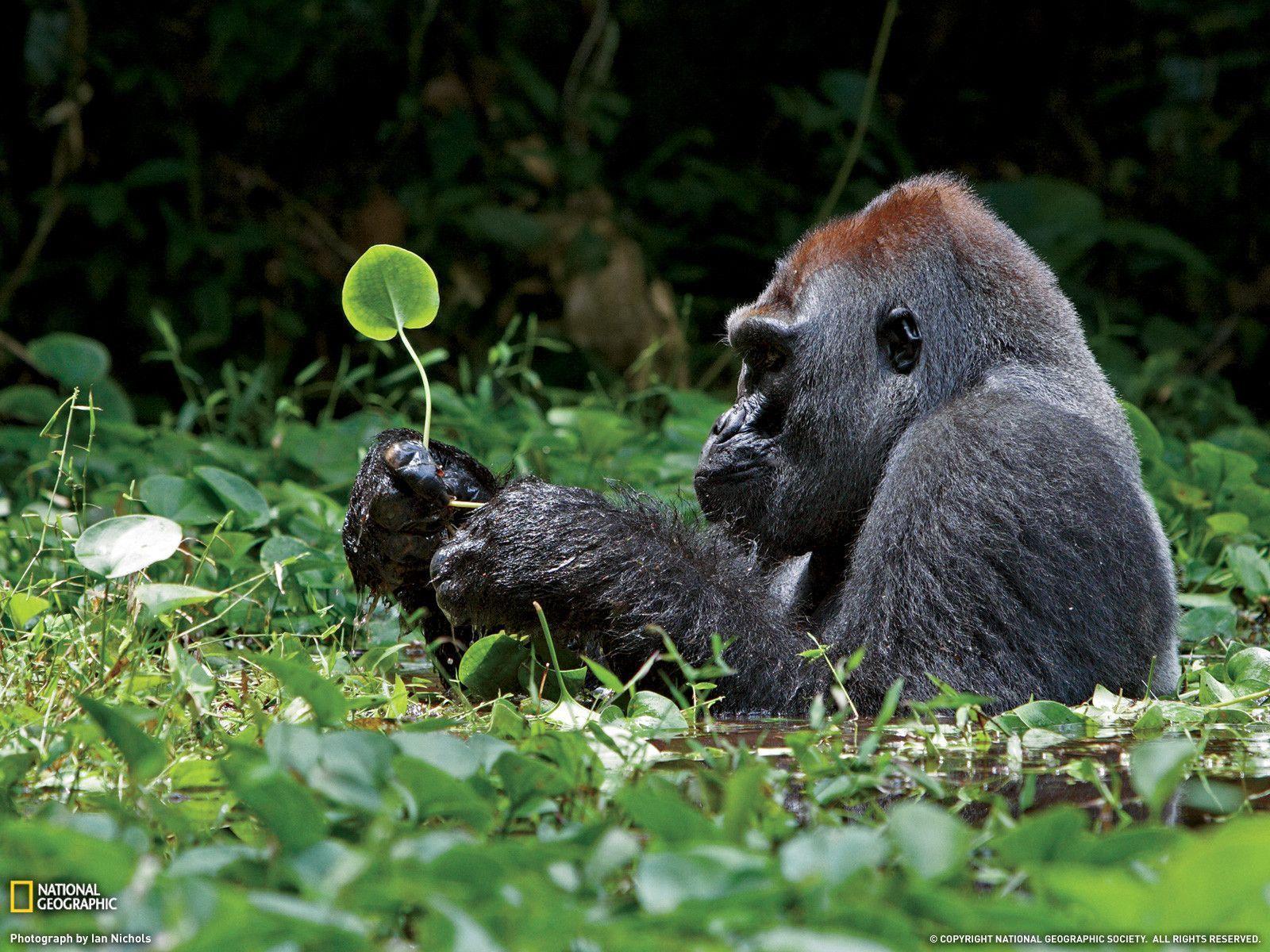 Silverback Gorilla Photo, Nature Wallpaper