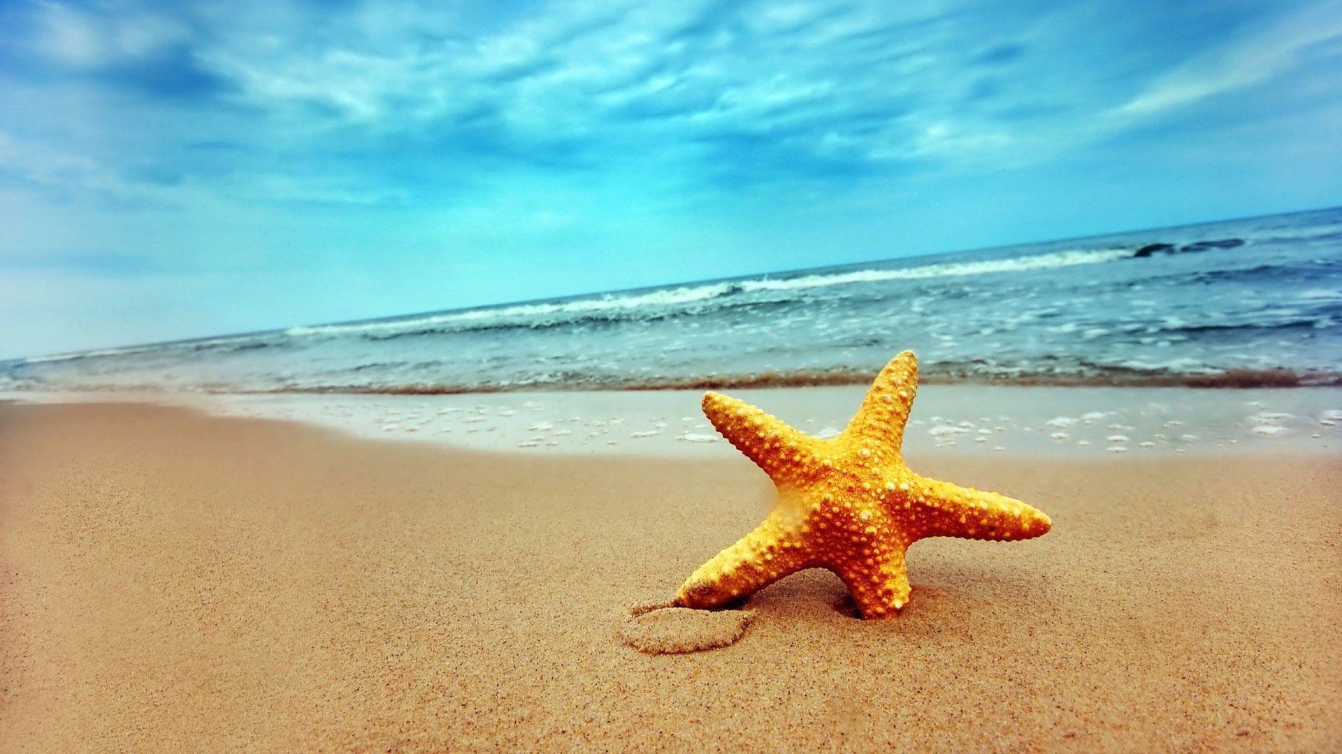 Sweet Beauty Starfish On Beach Photo Wallpaper. AWS HD