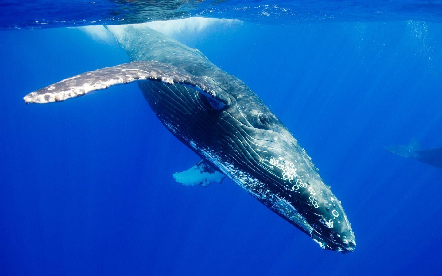 Under the Arctic ocean humpback whales wallpaper