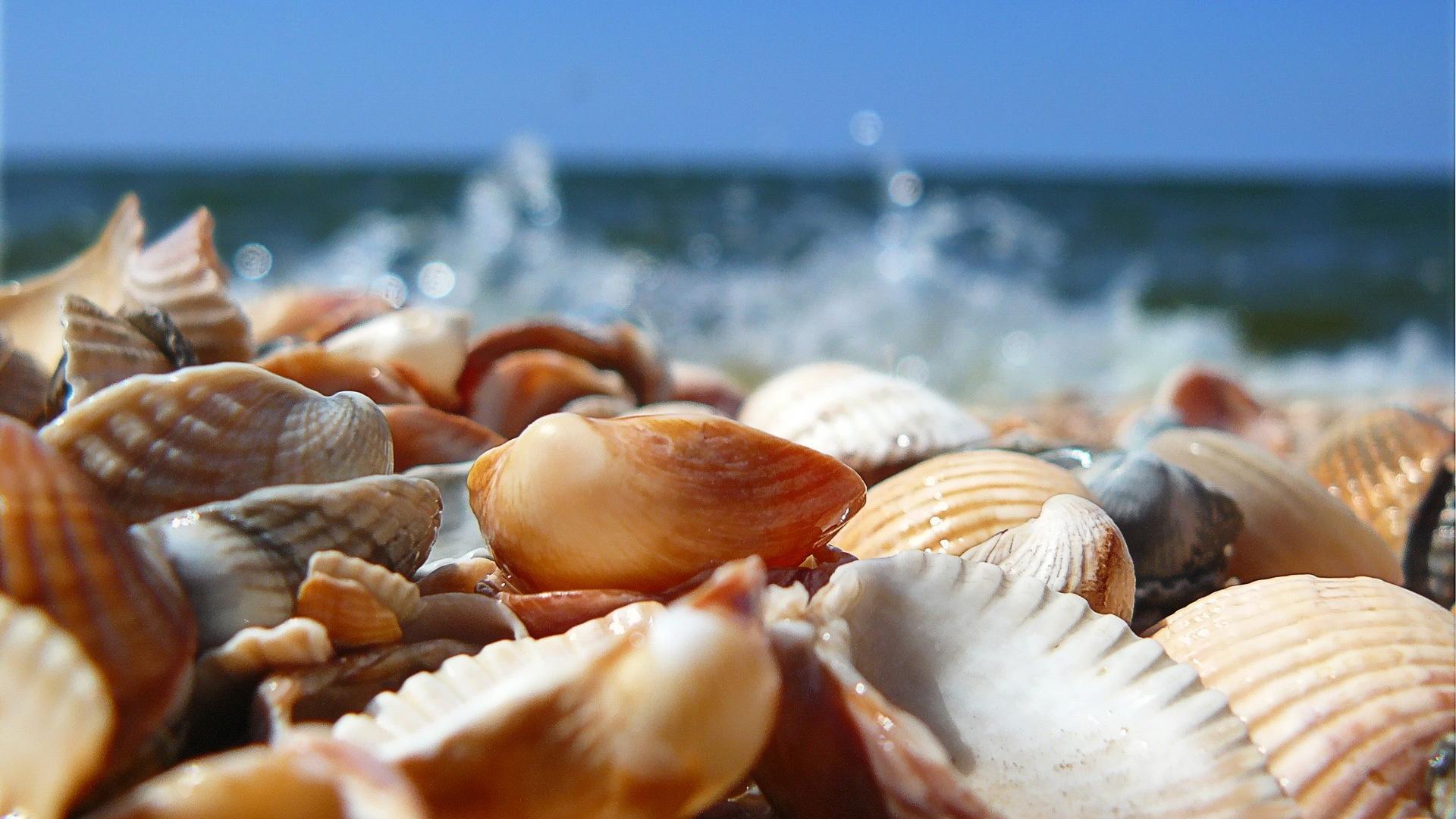 Seashells At The Sandy Beach Wallpaper