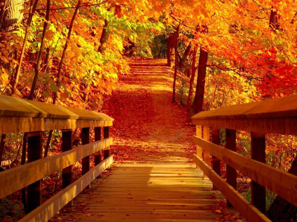 Autumn Scenery Live Wallpaper Apps on Google Play