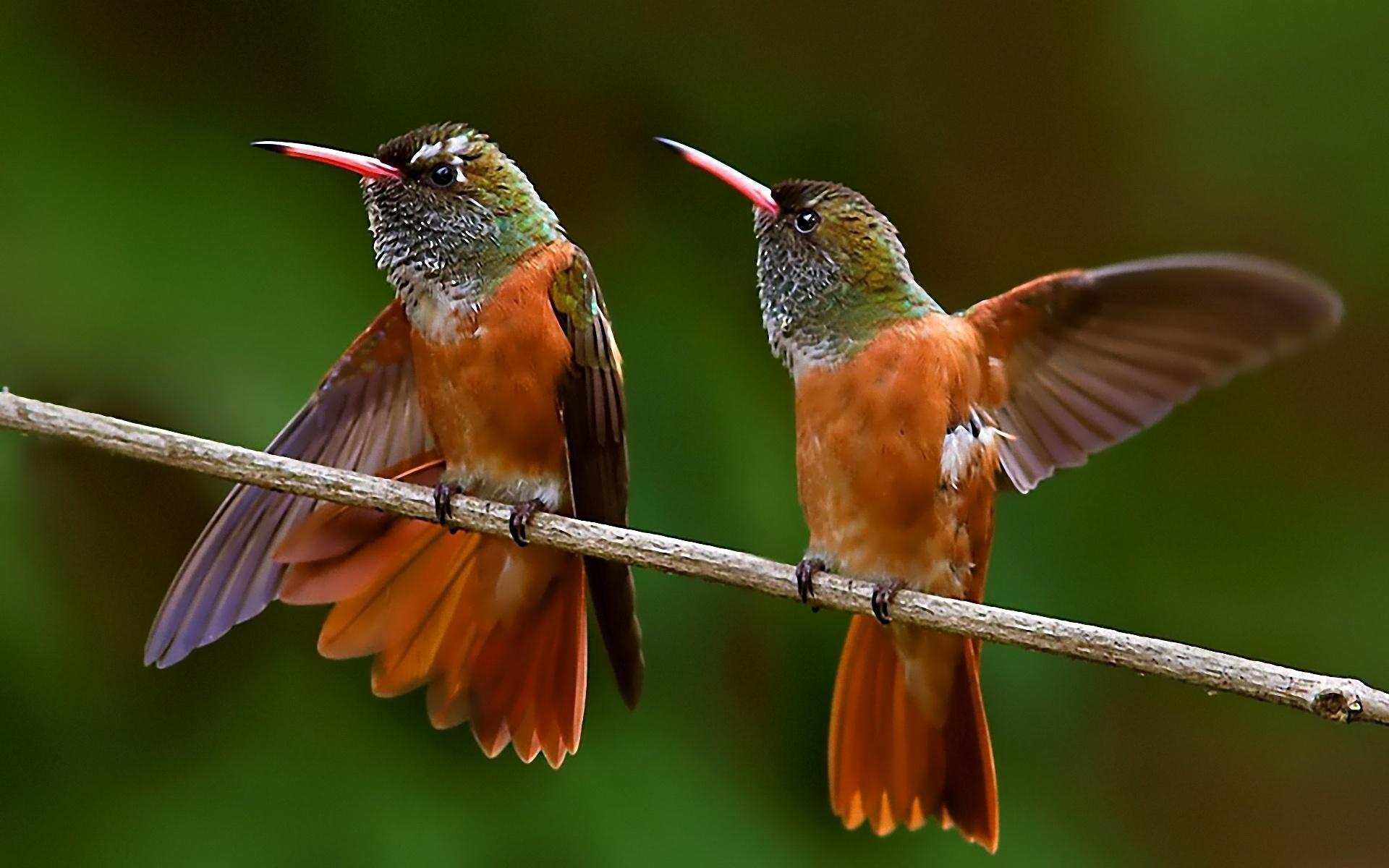 HD Nature Birds Hummingbirds Depth Field Colibri Widescreen