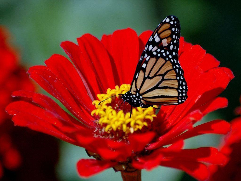 Download your flowers Wallpaper or wallpaper Here.You can find