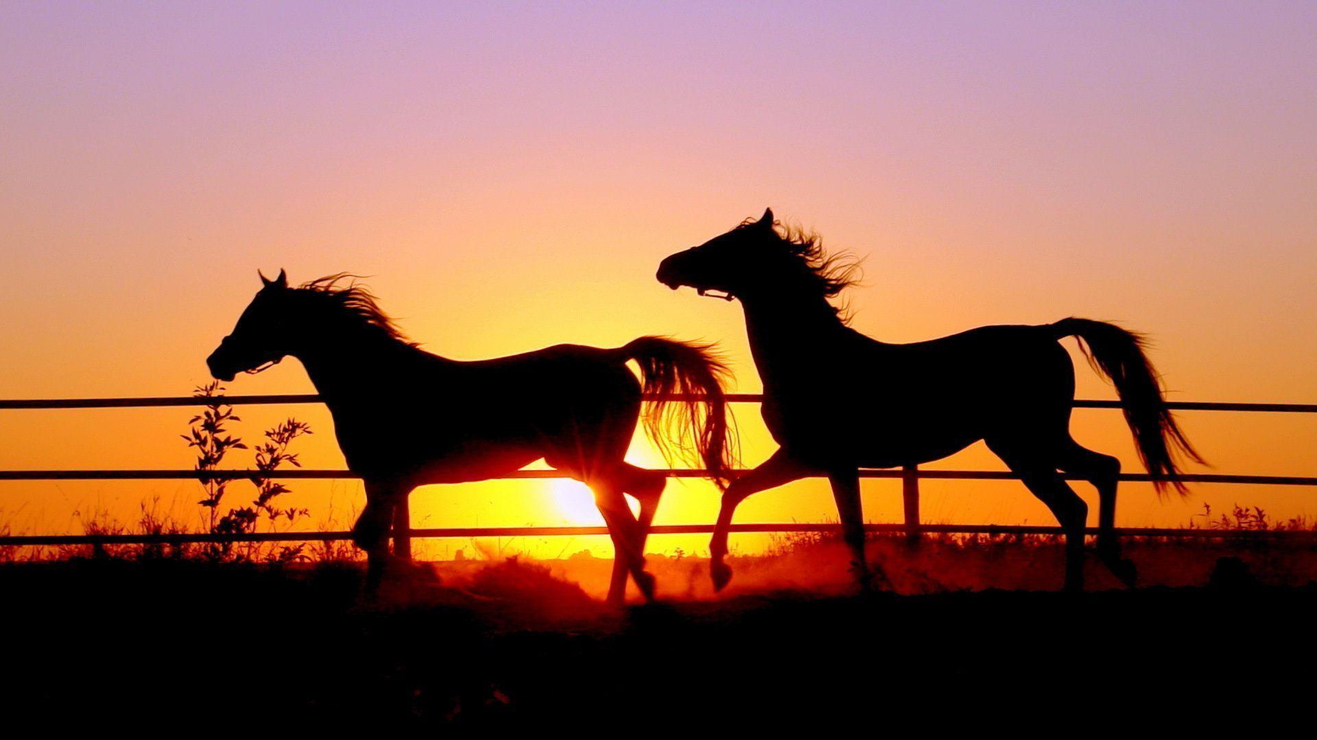 Animals For > Beautiful Horse Sunset Picture