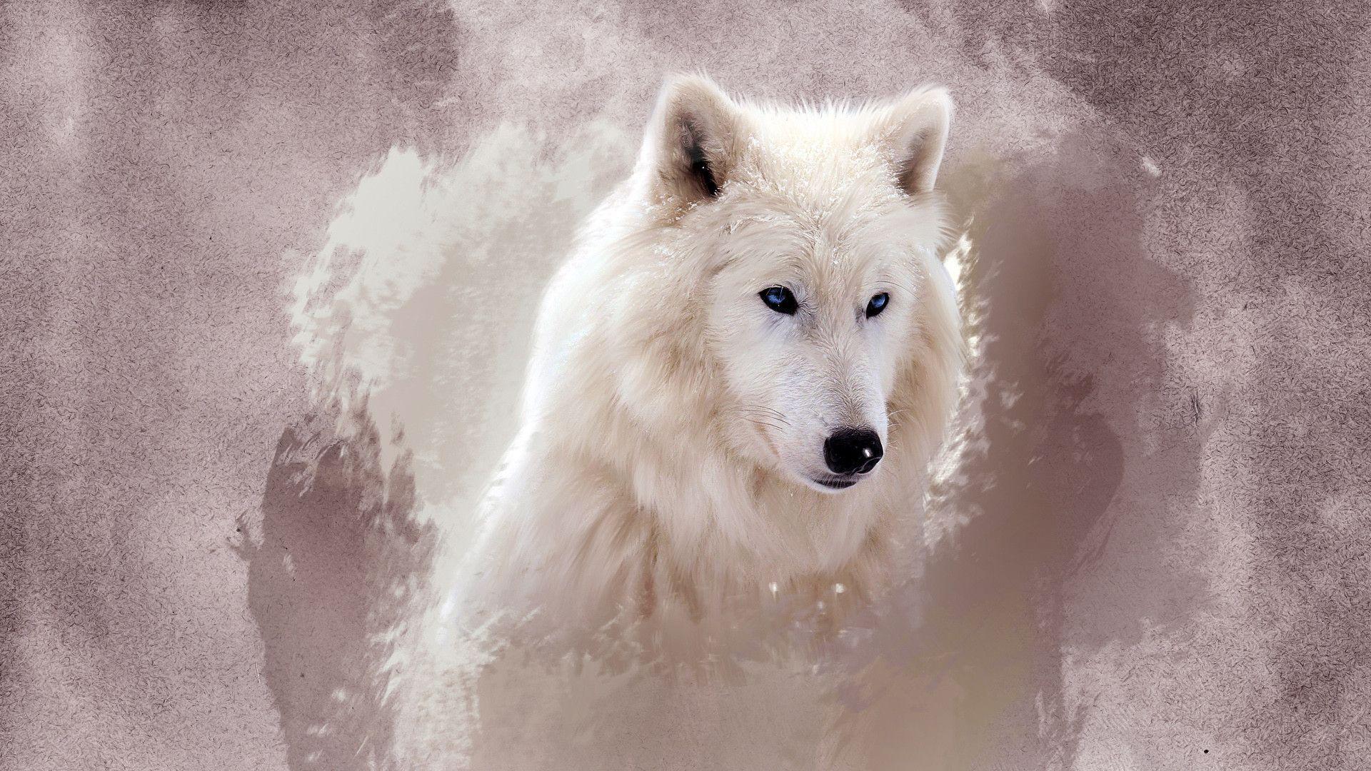 The Wolf White Wallpaper