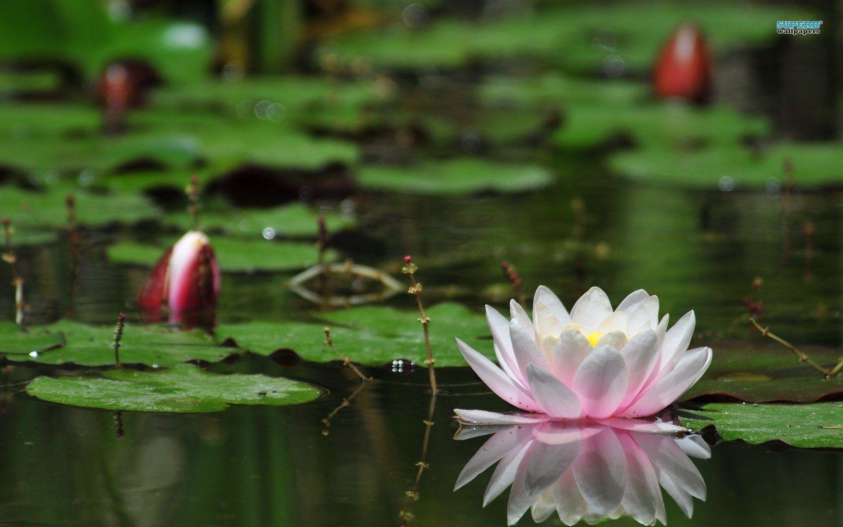 Water Lilies wallpaper wallpaper - #