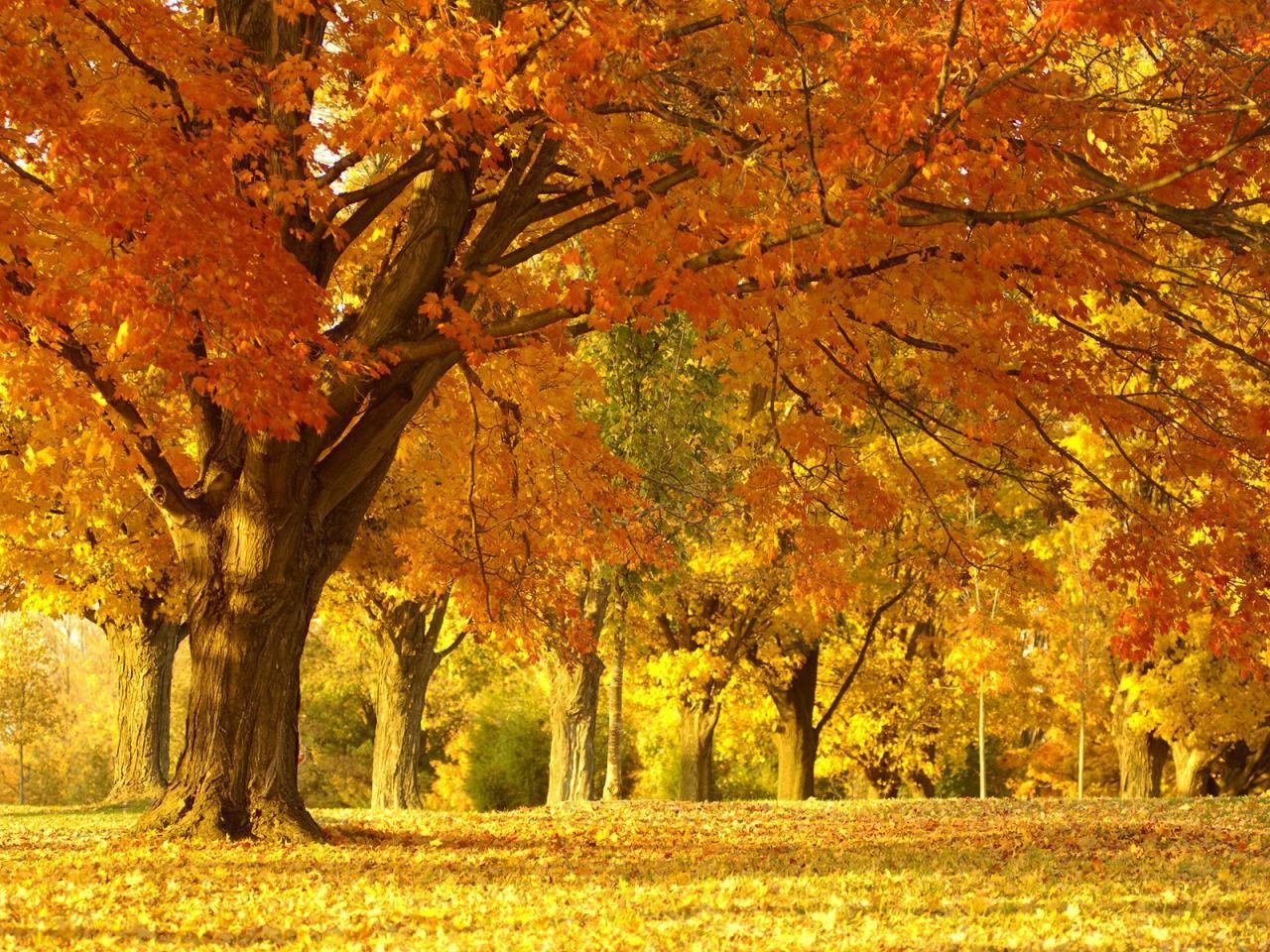Golden Autumn Tree Wallpaper Autumn Nature