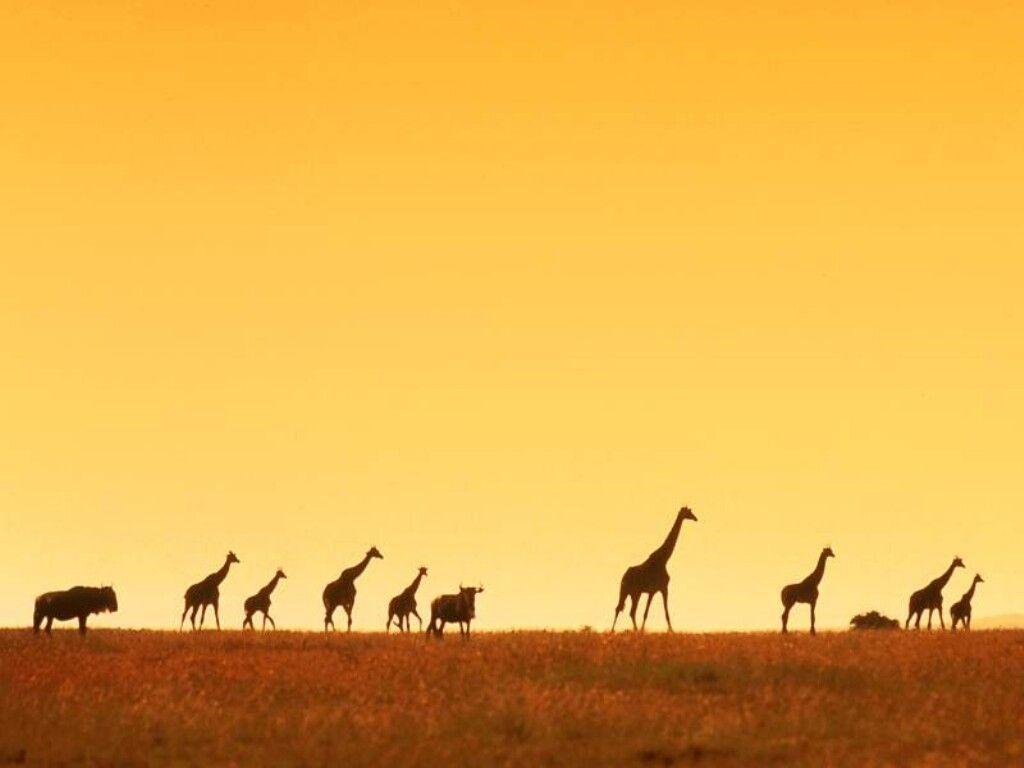 Giraffe Wallpaper and Background
