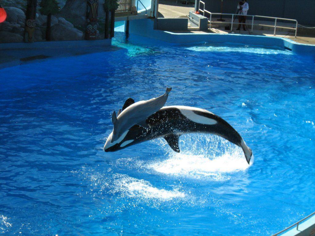 Killer Whale Pictures & HD Wallpapers