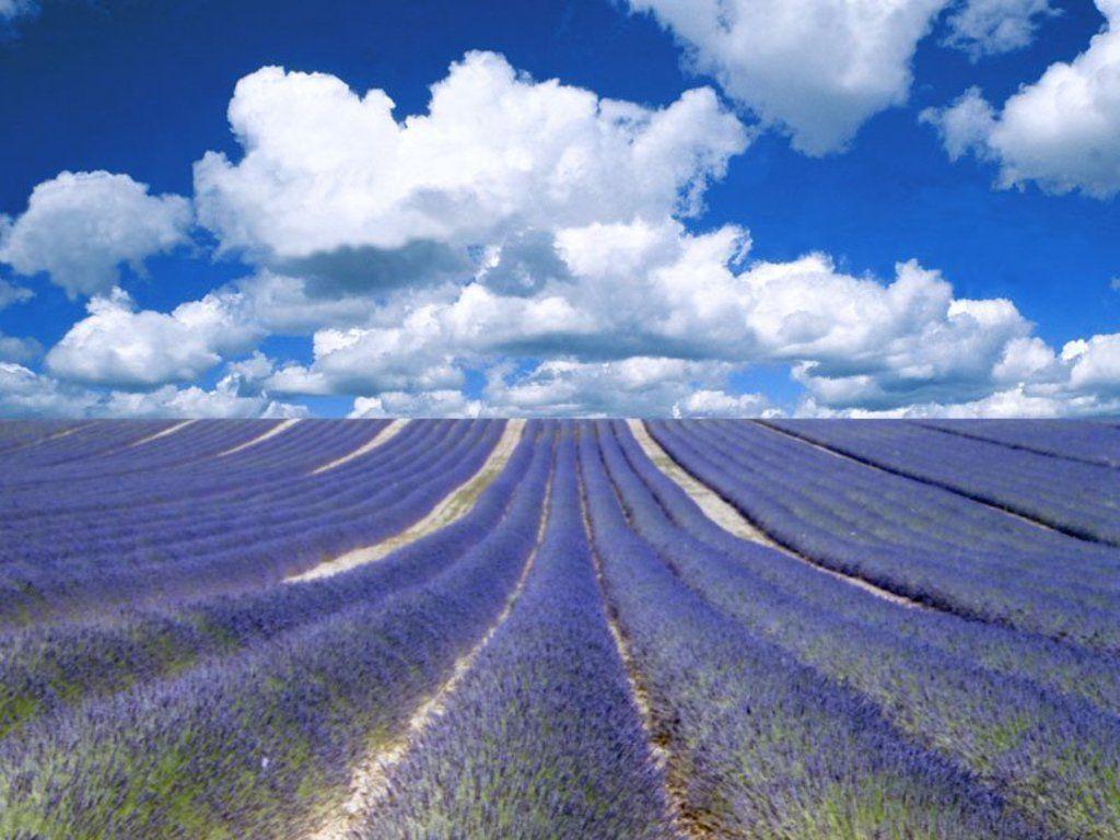 The lavender fields in Provence Meet the AngloINFO Expat of the Week