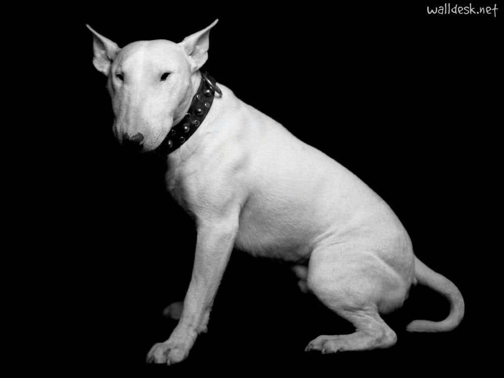 Bull Terrier to Desktop Terriers Dogs, photo