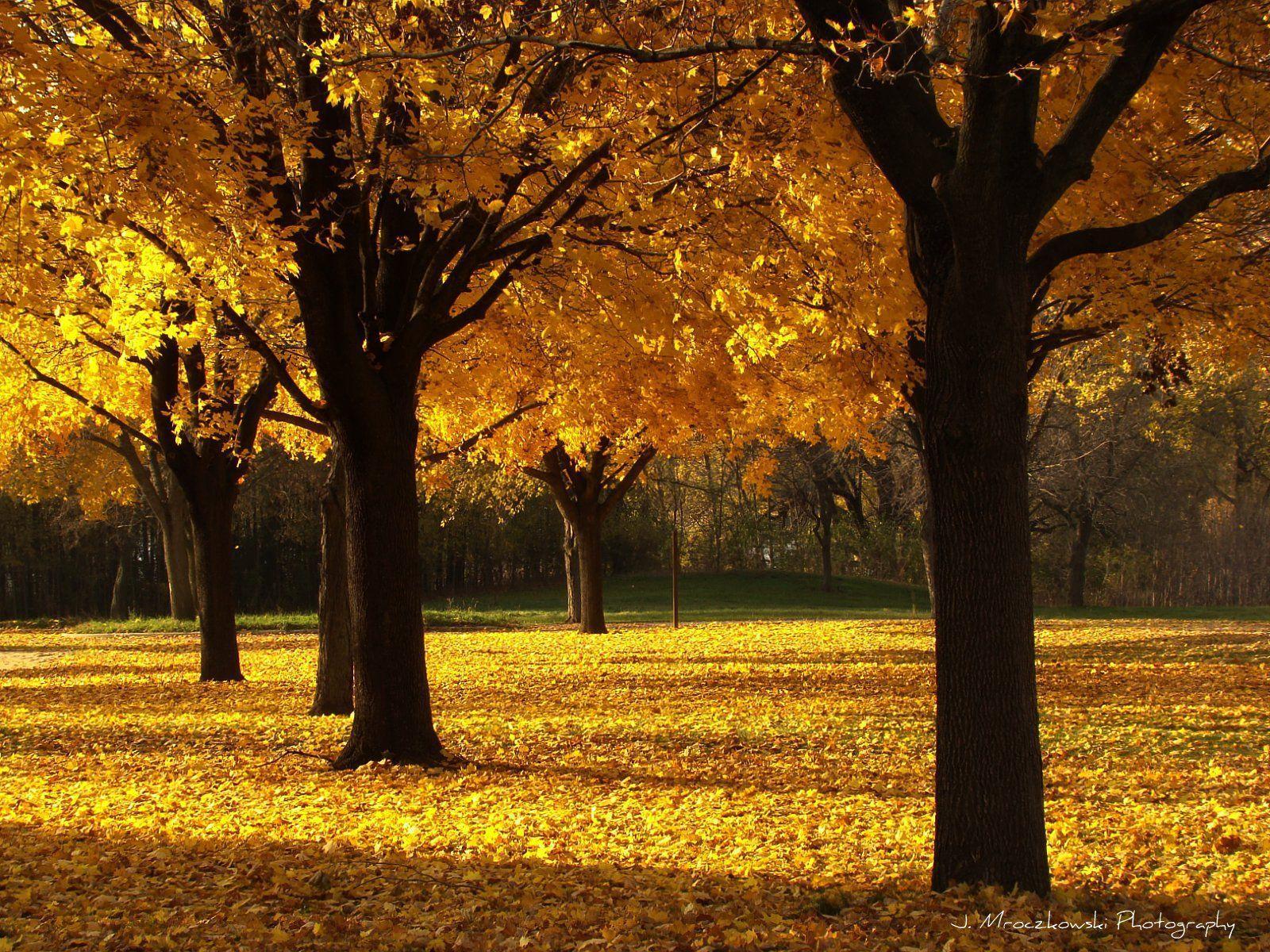 Autumn Maple Trees Desktop Wallpaper