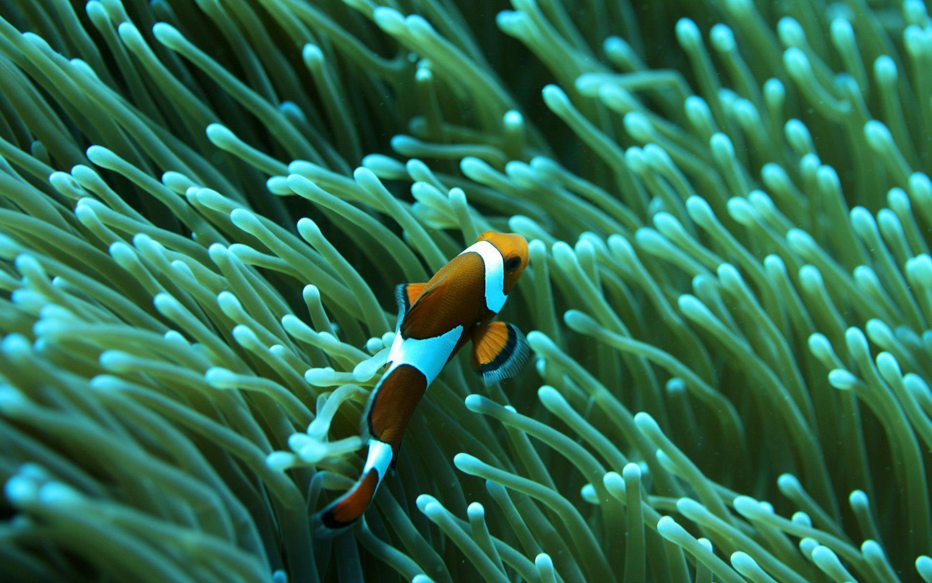 Clown Fish Wallpaper HD