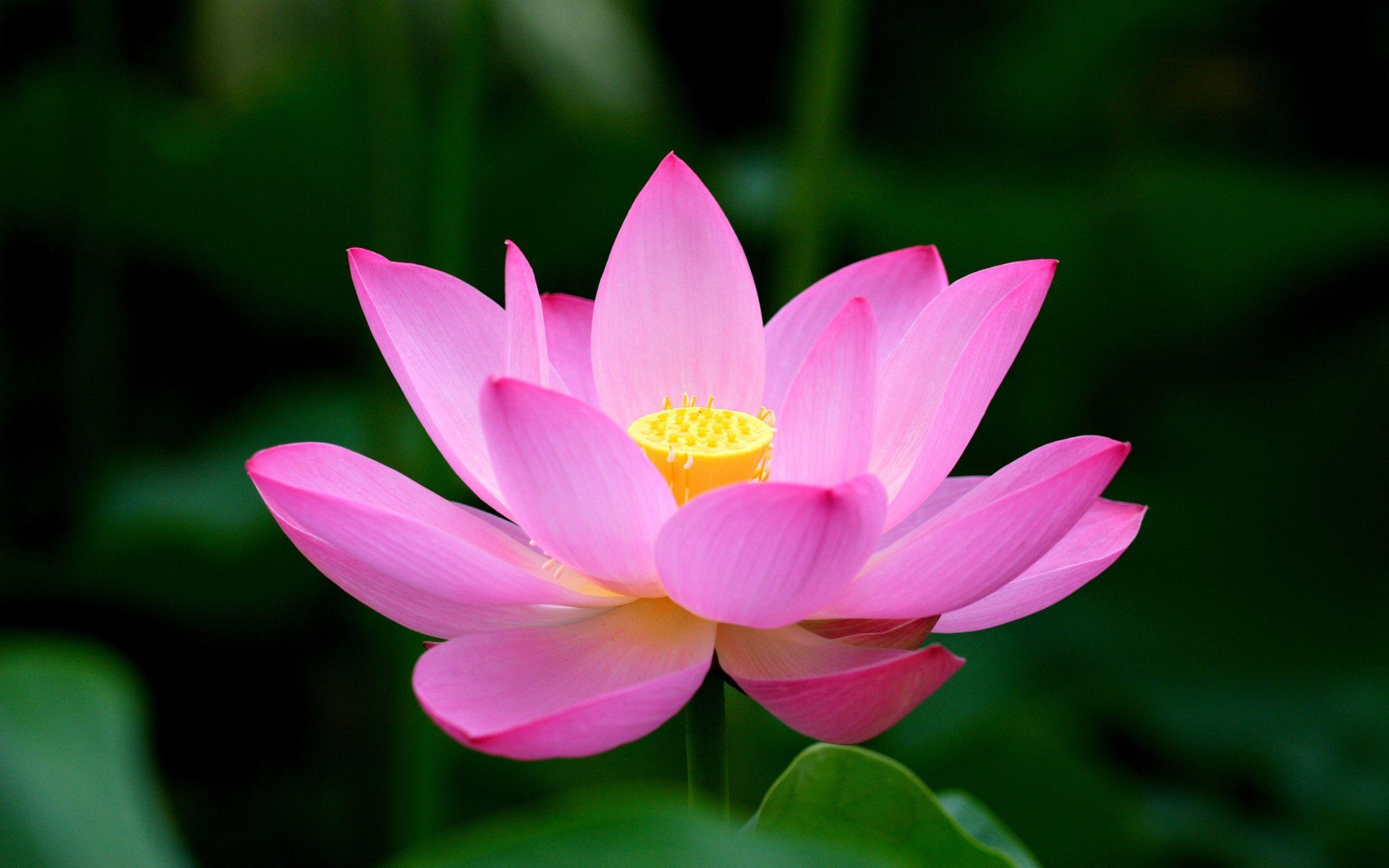 Lotus Flower Desktop wallpaper
