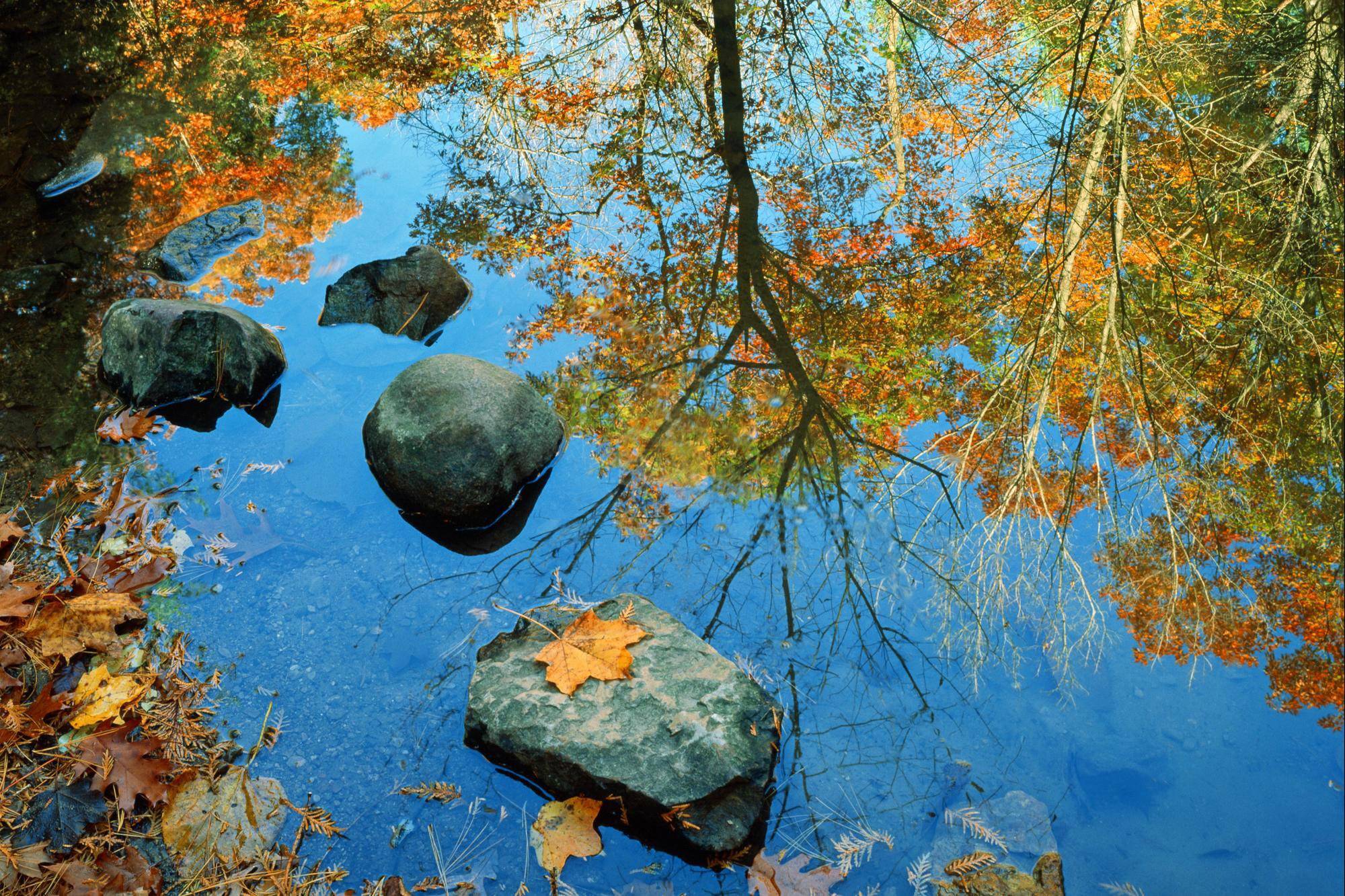 Fall Trees reflecting in the Water widescreen wallpaper. Wide