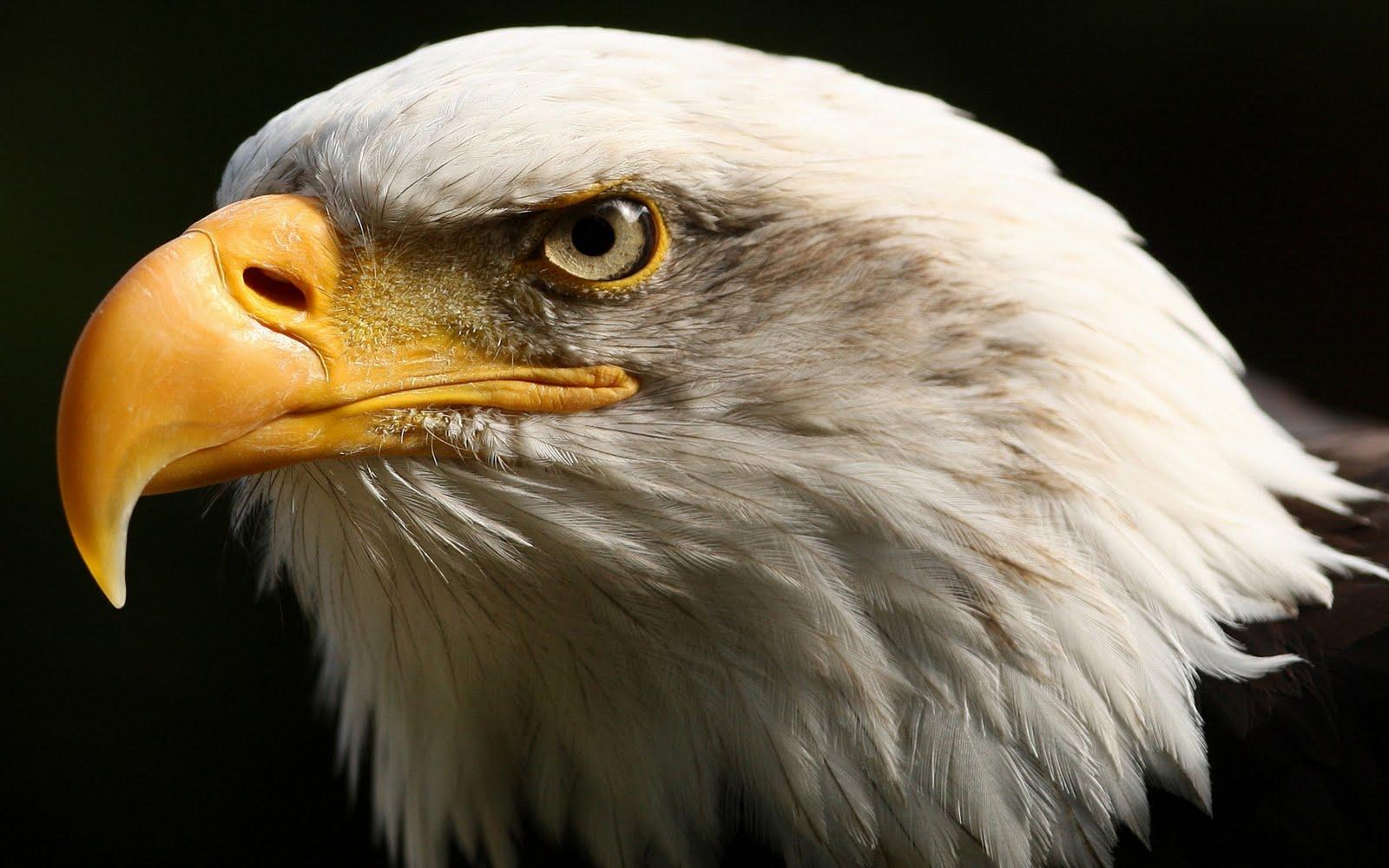 Eagle HD Wallpaper. Eagle New image and Picture