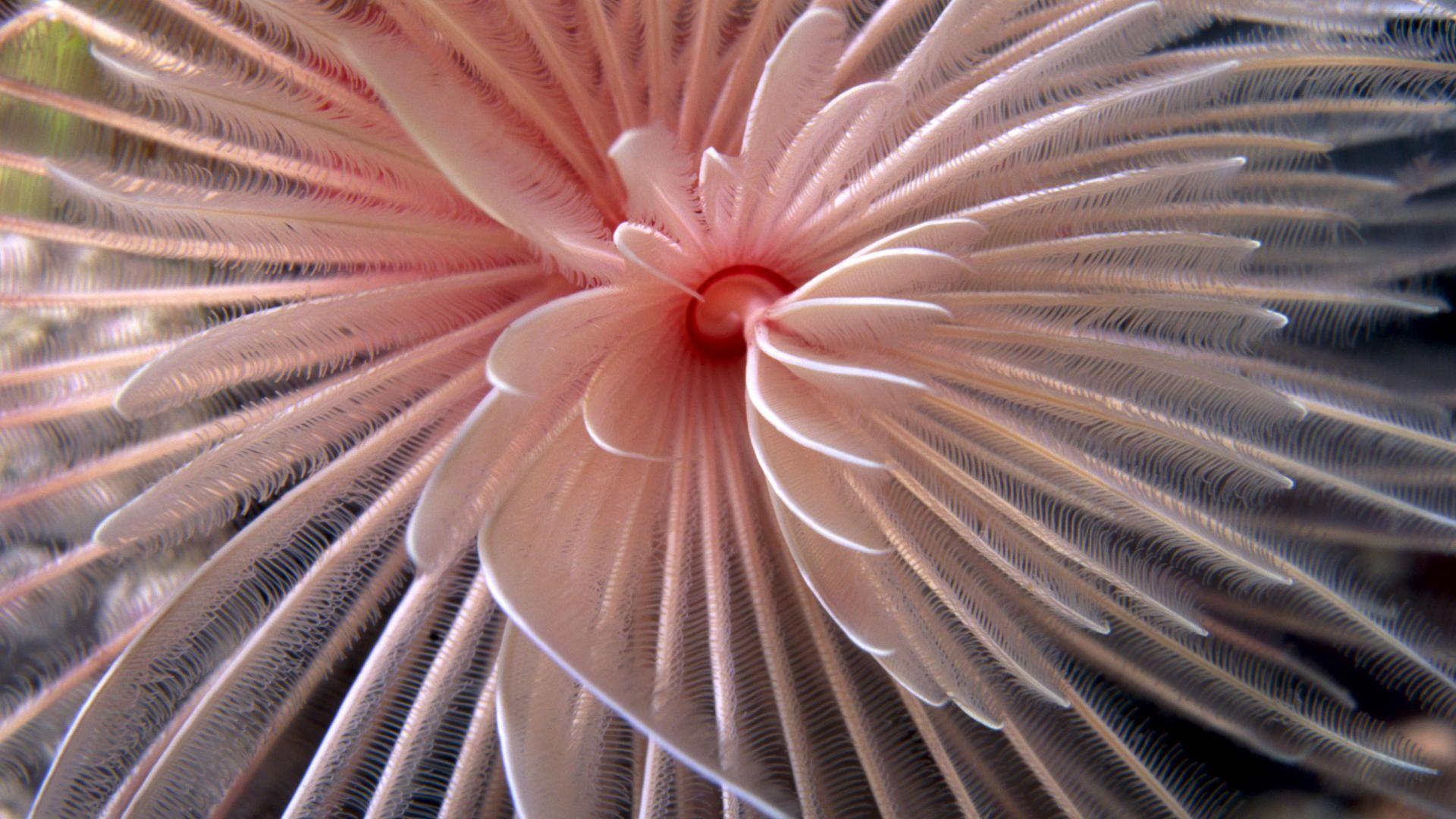 free wallpaper laptop