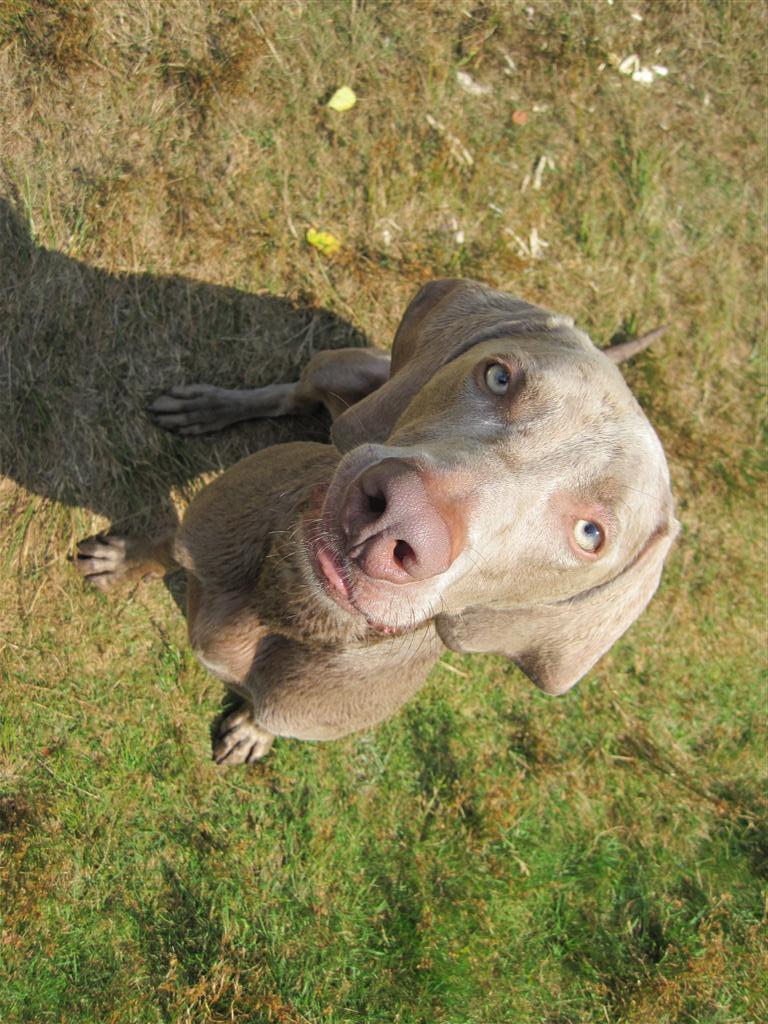 Weimaraner dog looking at you photo and wallpaper. Beautiful
