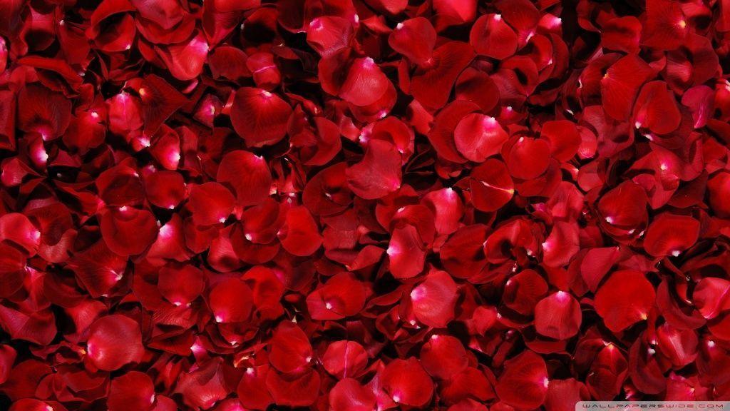 Top Red Rose Petals Wallpaper HD Desktop Wallpaper