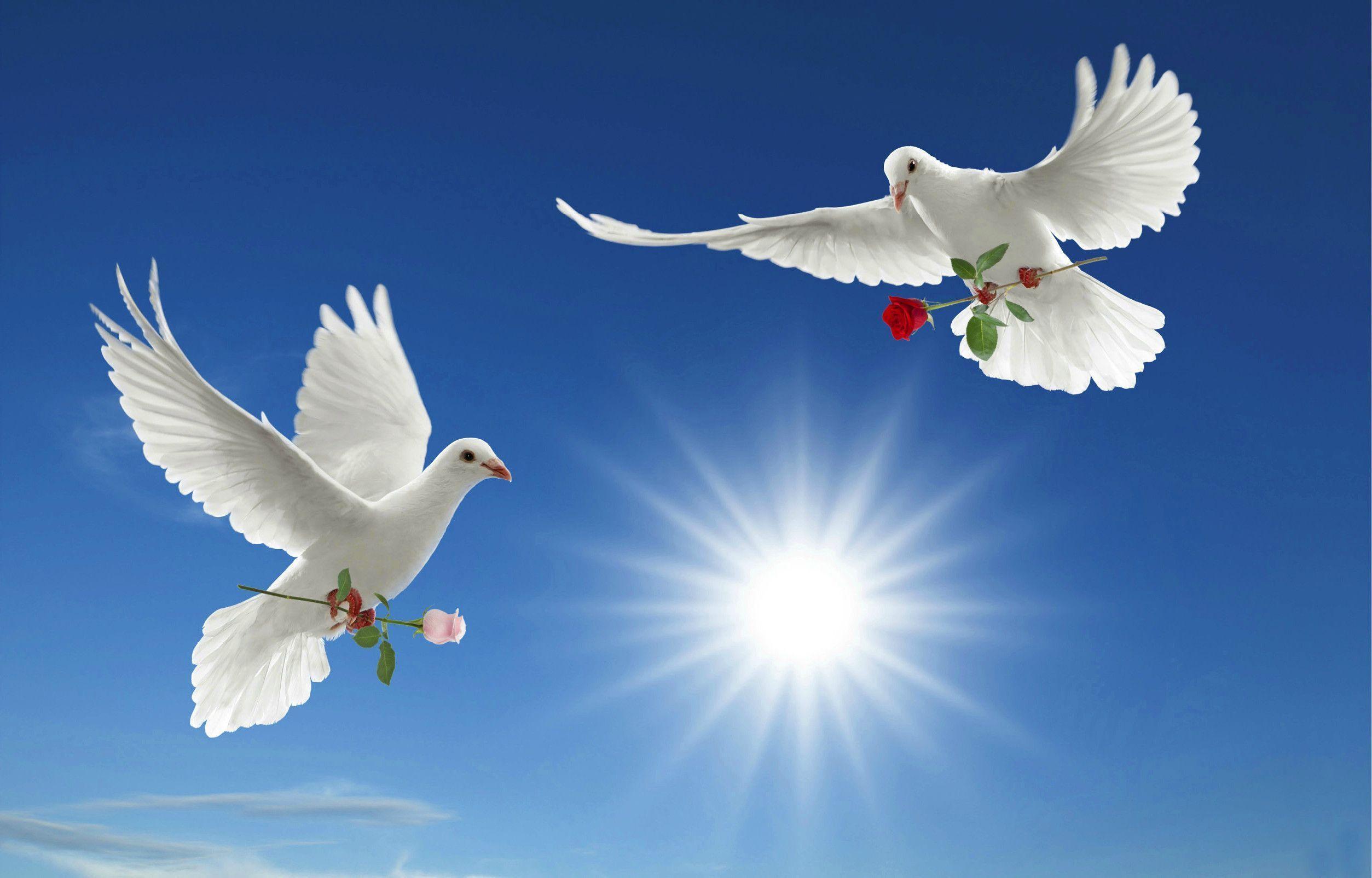 Two birds wallpaper love and peace full HD. High Quality PC
