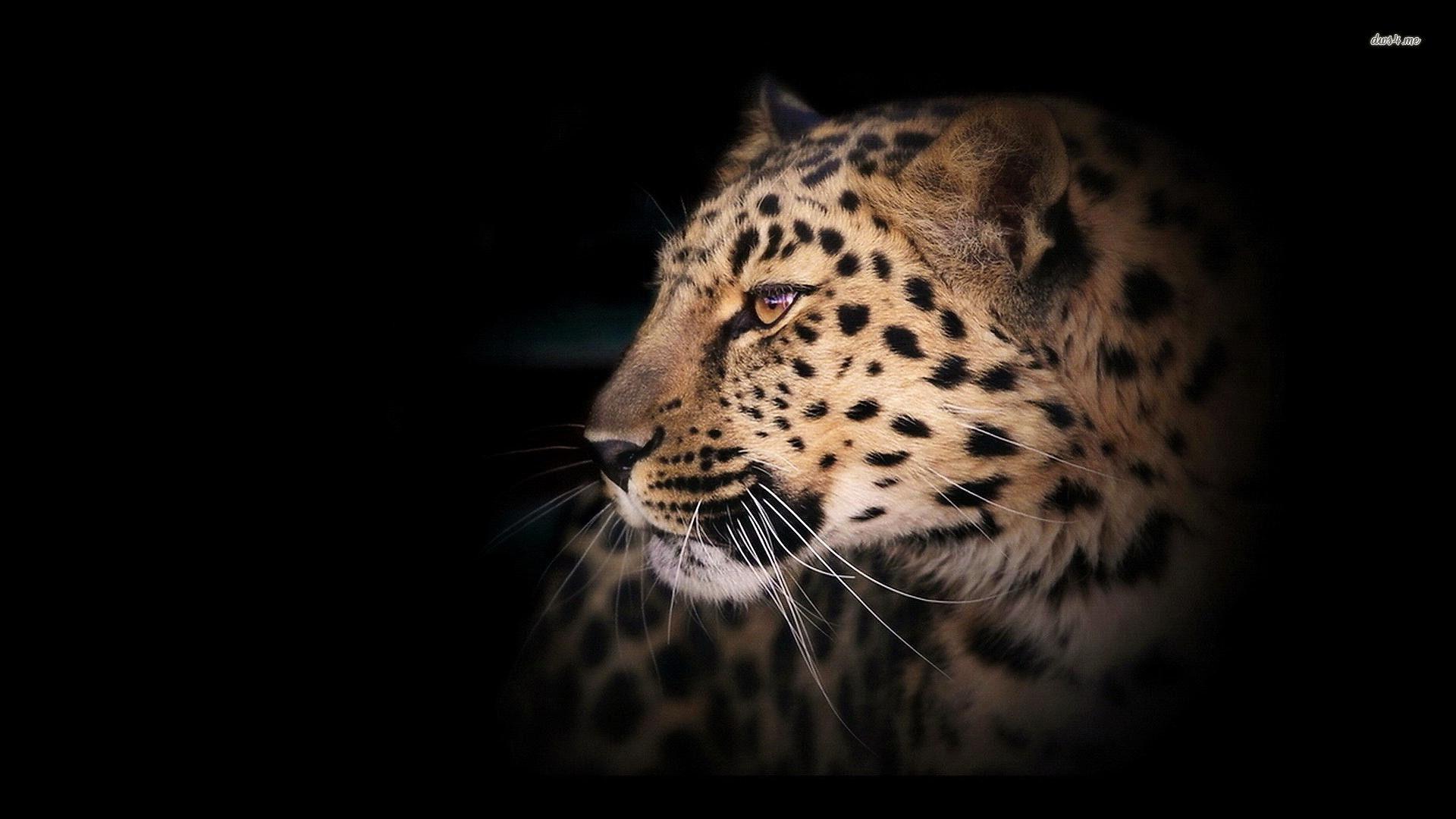 Leopard Wallpaper. Movie HD Wallpaper