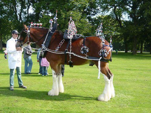 Clydesdale in Harness Sharing!