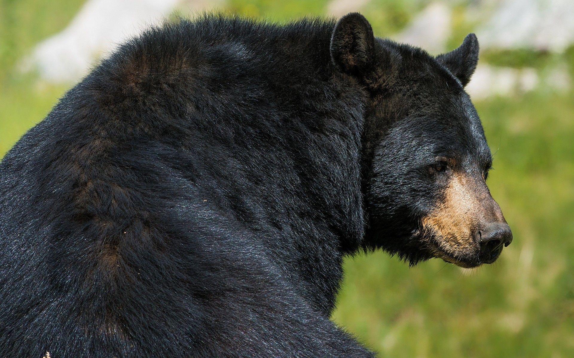 Black Bear Wallpapers - Wallpaper Cave