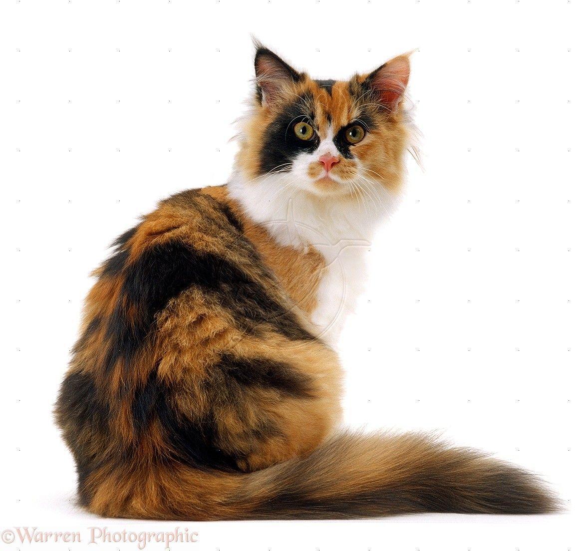 Calico female cat photo