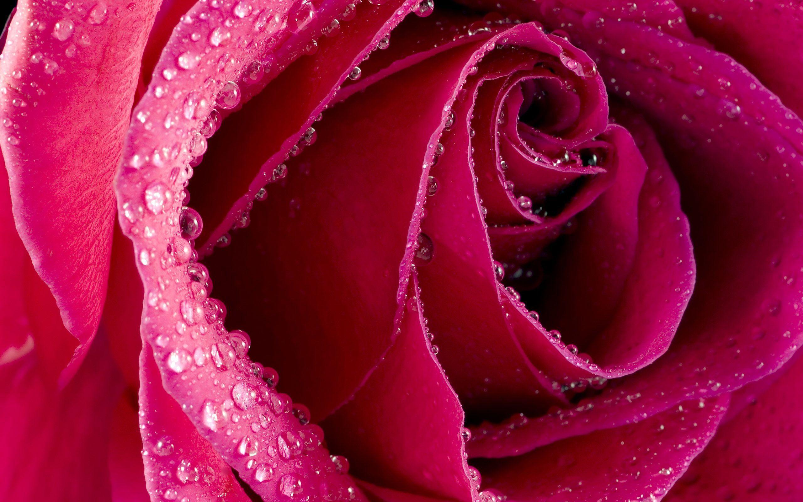 Pink Rose Flower Wallpaper for Desktop Free Download