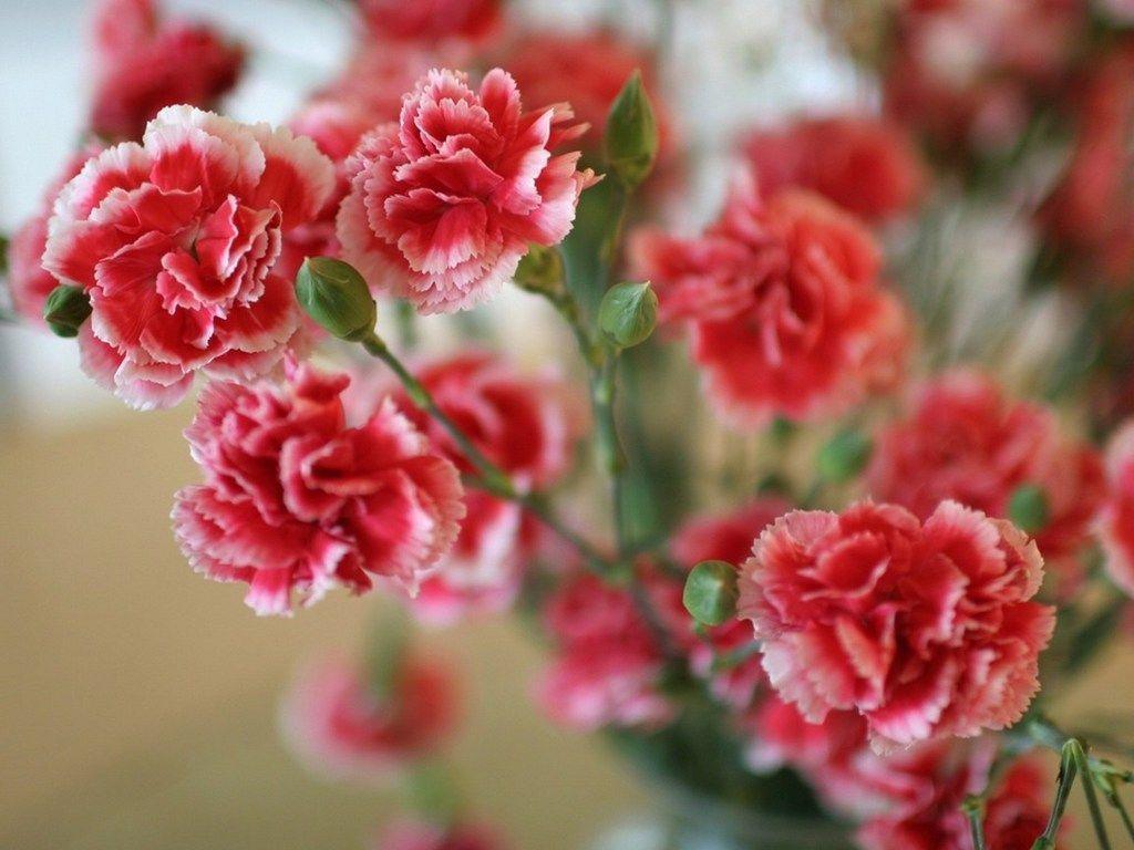 pretty red flowers
