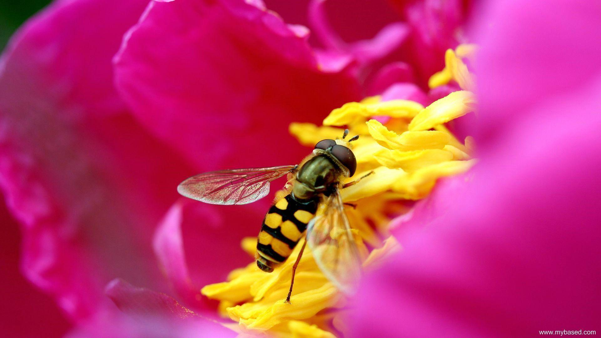 hdtv pink bee insects HD Wallpaper 1920x1080