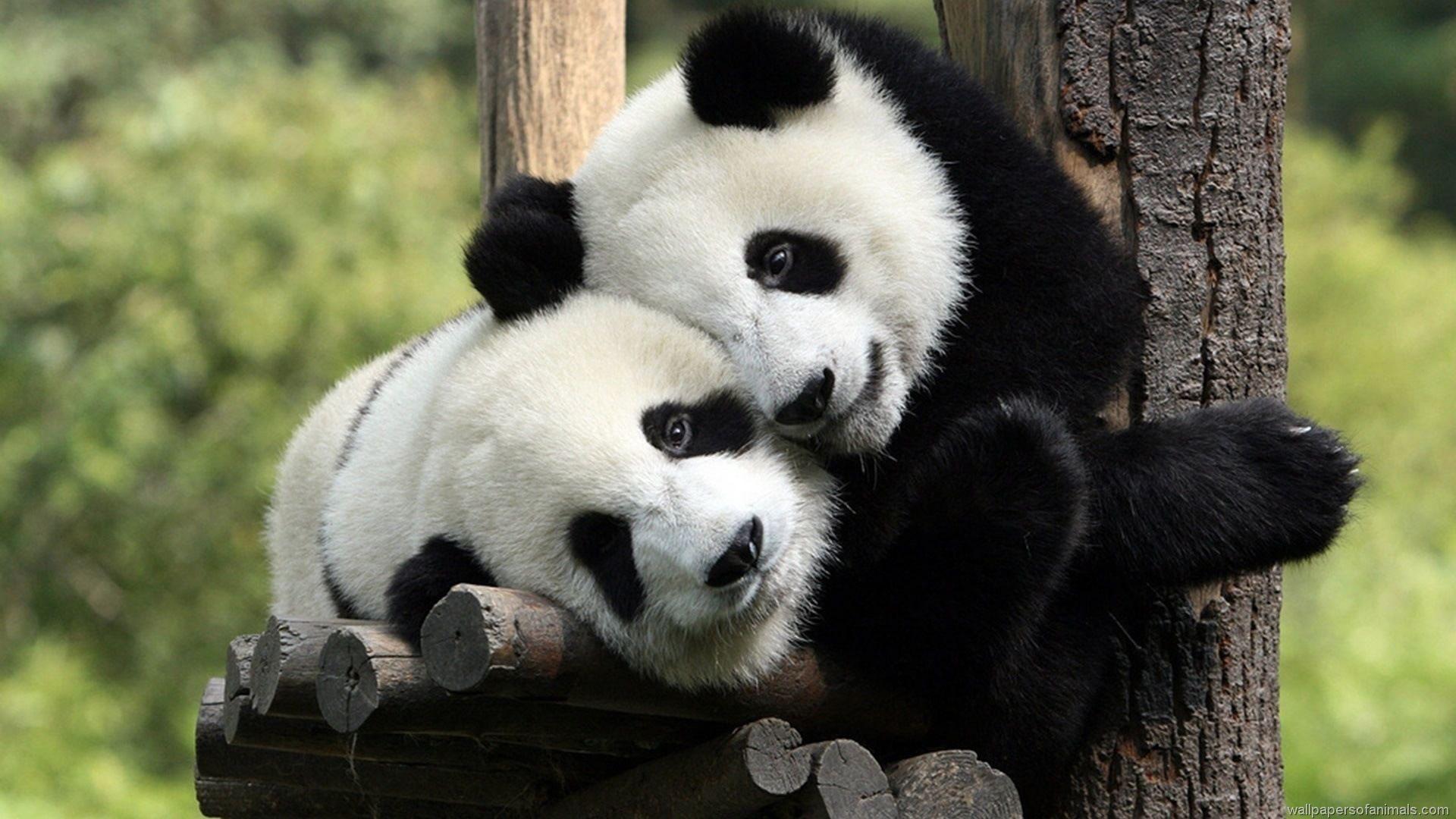 Premium Photo | Beautiful panda with a baby panda happy together in chinese  park realistic digital illustration generative ai