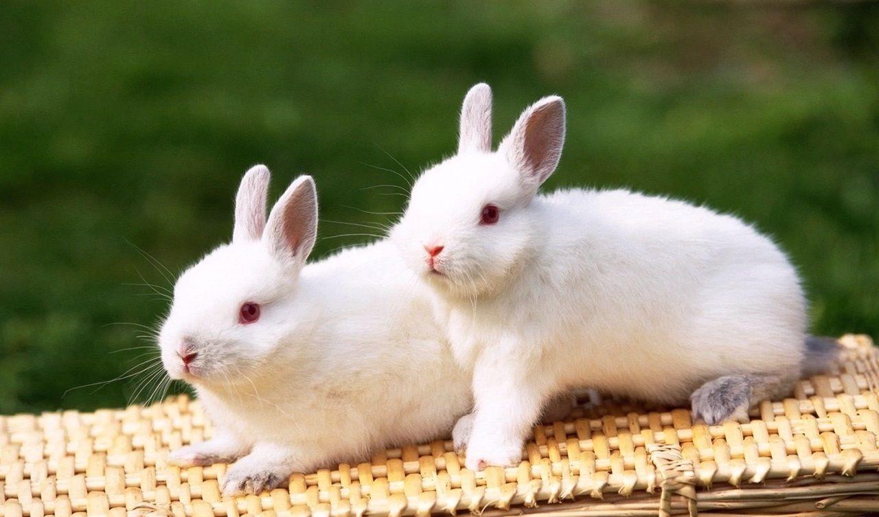 White Rabbit Wallpapers - Wallpaper Cave