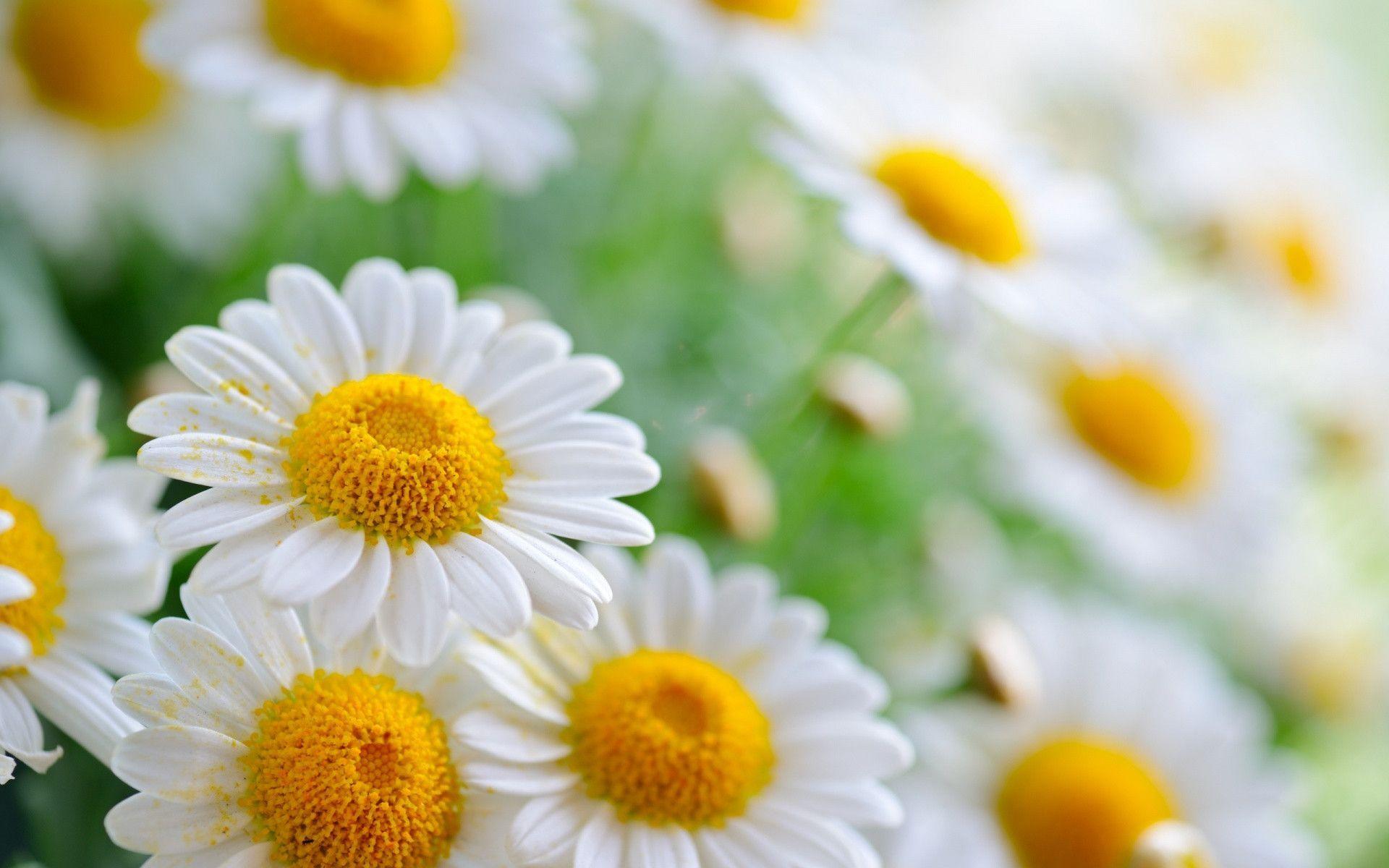 Daisies Flowers Wallpaper